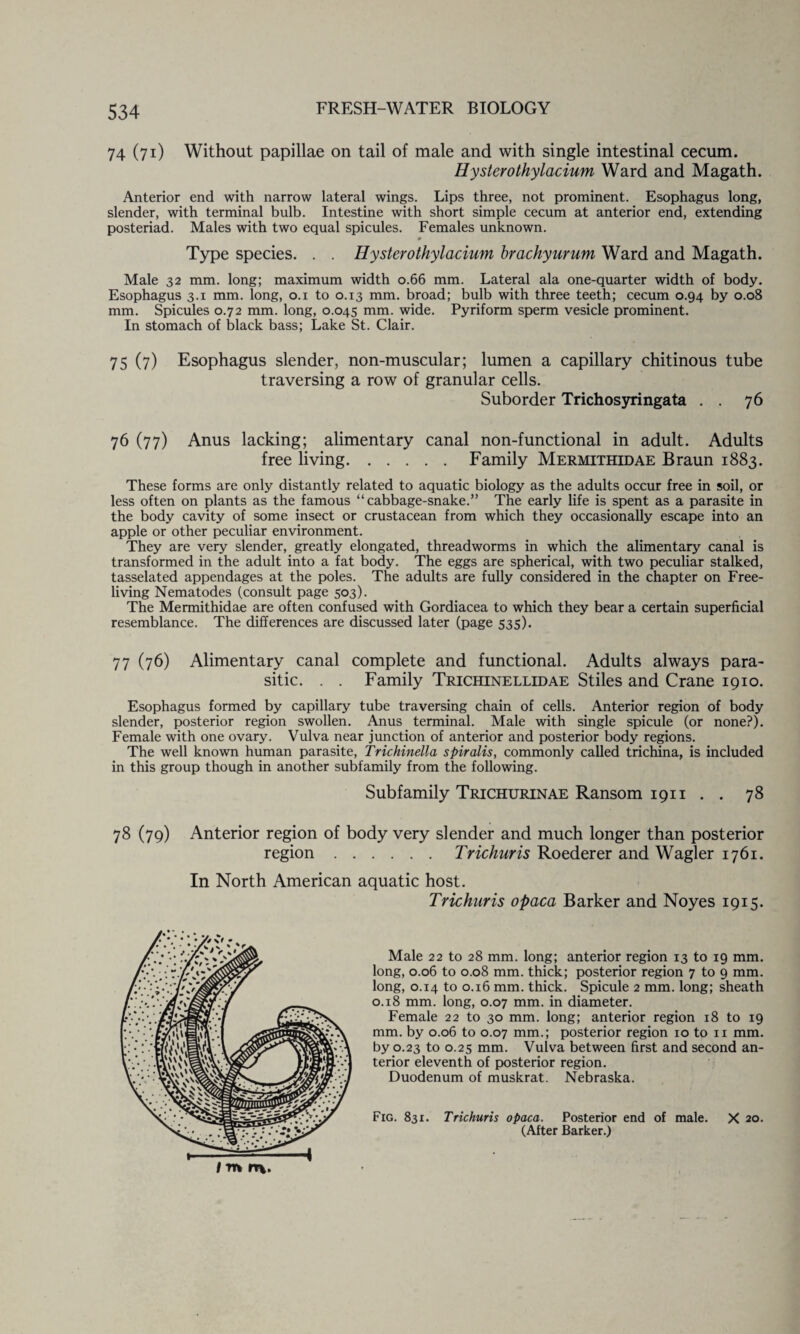 74 (71) Without papillae on tail of male and with single intestinal cecum. Hysterothylacium Ward and Magath. Anterior end with narrow lateral wings. Lips three, not prominent. Esophagus long, slender, with terminal bulb. Intestine with short simple cecum at anterior end, extending posteriad. Males with two equal spicules. Females unknown. 0 Type species. . . Hysterothylacium hrachyurum Ward and Magath. Male 32 mm. long; maximum width 0.66 mm. Lateral ala one-quarter width of body. Esophagus 3.1 mm. long, 0.1 to 0.13 mm. broad; bulb with three teeth; cecum 0.94 by 0.08 mm. Spicules 0.72 mm. long, 0.045 mm. wide. Pyriform sperm vesicle prominent. In stomach of black bass; Lake St. Clair. 75 (7) Esophagus slender, non-muscular; lumen a capillary chitinous tube traversing a row of granular cells. Suborder Trichosyringata . . 76 76 (77) Anus lacking; alimentary canal non-functional in adult. Adults free living.Family Mermithidae Braun 1883. These forms are only distantly related to aquatic biology as the adults occur free in soil, or less often on plants as the famous “cabbage-snake.” The early life is spent as a parasite in the body cavity of some insect or crustacean from which they occasionally escape into an apple or other peculiar environment. They are very slender, greatly elongated, threadworms in which the alimentary canal is transformed in the adult into a fat body. The eggs are spherical, with two peculiar stalked, tasselated appendages at the poles. The adults are fully considered in the chapter on Free- living Nematodes (consult page 503). The Mermithidae are often confused with Gordiacea to which they bear a certain superficial resemblance. The differences are discussed later (page 535). 77 (76) Alimentary canal complete and functional. Adults always para¬ sitic. . . Family Trichinellidae Stiles and Crane 1910. Esophagus formed by capillary tube traversing chain of cells. Anterior region of body slender, posterior region swollen. Anus terminal. Male with single spicule (or none?). Female with one ovary. Vulva near junction of anterior and posterior body regions. The well known human parasite, Trichinella spiralis, commonly called trichina, is included in this group though in another subfamily from the following. Subfamily Trichurinae Ransom 1911 . . 78 78 (79) Anterior region of body very slender and much longer than posterior region.Trichuris Roederer and Wagler 1761. In North American aquatic host. Trichuris opaca Barker and Noyes 1915. Male 22 to 28 mm. long; anterior region 13 to 19 mm. long, 0.06 to 0.08 mm. thick; posterior region 7 to 9 mm. long, 0.14 to 0.16 mm. thick. Spicule 2 mm. long; sheath 0.18 mm. long, 0.07 mm. in diameter. Female 22 to 30 mm. long; anterior region 18 to 19 mm. by 0.06 to 0.07 mm.; posterior region 10 to n mm. by 0.23 to 0.25 mm. Vulva between first and second an¬ terior eleventh of posterior region. Duodenum of muskrat. Nebraska. Fig. 831. Trichuris opaca. Posterior end of male. X 20. (After Barker.)