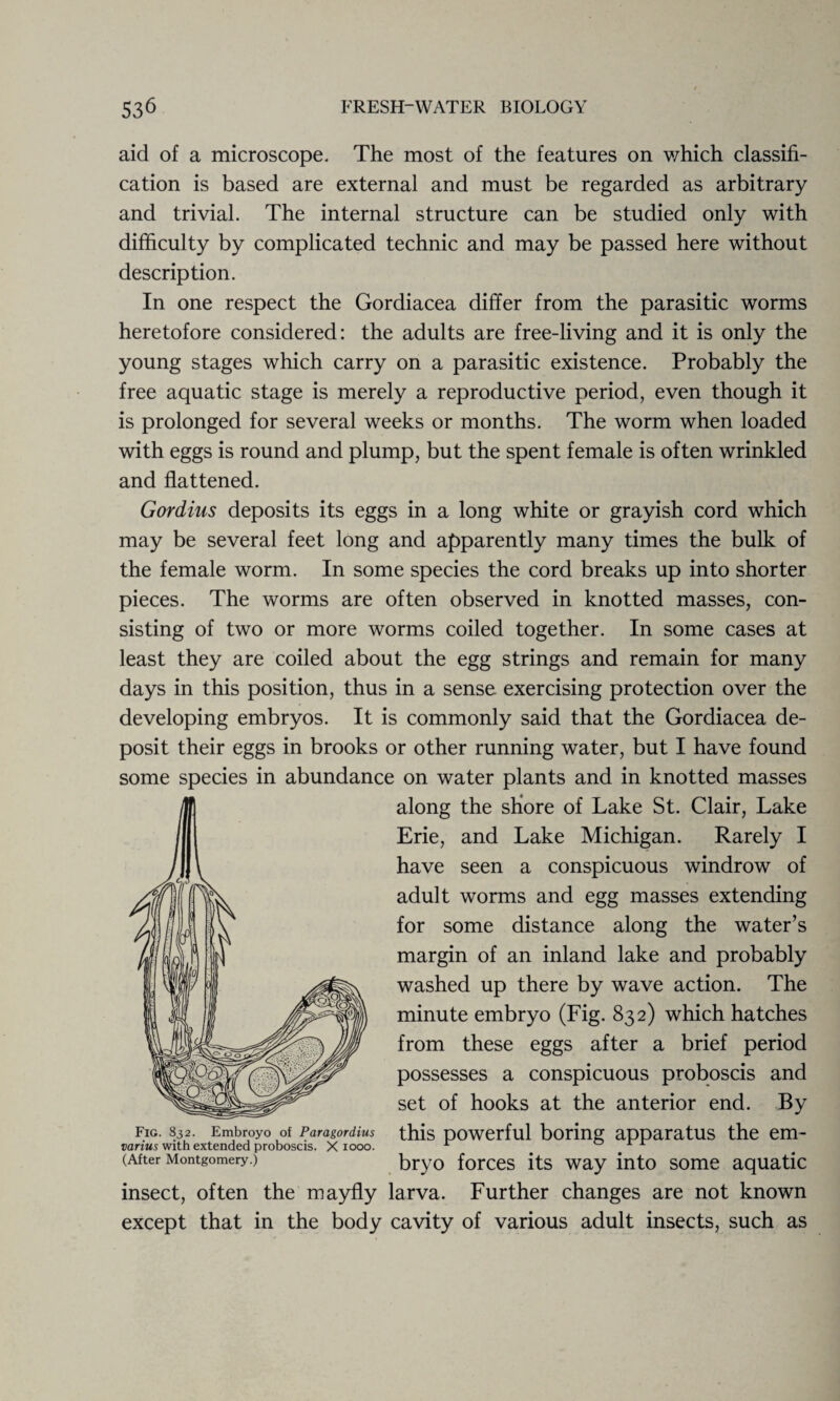 aid of a microscope. The most of the features on which classifi¬ cation is based are external and must be regarded as arbitrary and trivial. The internal structure can be studied only with difficulty by complicated technic and may be passed here without description. In one respect the Gordiacea differ from the parasitic worms heretofore considered: the adults are free-living and it is only the young stages which carry on a parasitic existence. Probably the free aquatic stage is merely a reproductive period, even though it is prolonged for several weeks or months. The worm when loaded with eggs is round and plump, but the spent female is often wrinkled and flattened. Gordius deposits its eggs in a long white or grayish cord which may be several feet long and apparently many times the bulk of the female worm. In some species the cord breaks up into shorter pieces. The worms are often observed in knotted masses, con¬ sisting of two or more worms coiled together. In some cases at least they are coiled about the egg strings and remain for many days in this position, thus in a sense exercising protection over the developing embryos. It is commonly said that the Gordiacea de¬ posit their eggs in brooks or other running water, but I have found some species in abundance on water plants and in knotted masses along the shore of Lake St. Clair, Lake Erie, and Lake Michigan. Rarely I have seen a conspicuous windrow of adult worms and egg masses extending for some distance along the water’s margin of an inland lake and probably washed up there by wave action. The minute embryo (Fig. 832) which hatches from these eggs after a brief period possesses a conspicuous proboscis and set of hooks at the anterior end. By this powerful boring apparatus the em¬ bryo forces its way into some aquatic insect, often the mayfly larva. Further changes are not known except that in the body cavity of various adult insects, such as Fig. 832. Embroyo of Paragordius varius with extended proboscis. X 1000. (After Montgomery.)