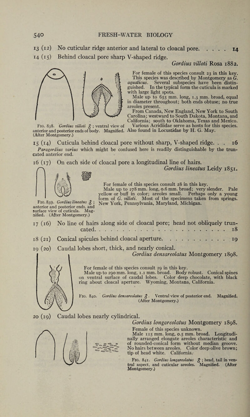 13 (12) No cuticular ridge anterior and lateral to cloacal pore.14 14 (15) Behind cloacal pore sharp Fig. 838. Gordius villoli g ; ventral view of anterior and posterior ends of body. Magnified. (After Montgomery.) V-shaped ridge. Gordius villoli Rosa 1882. For female of this species consult 23 in this key. This species was described by Montgomery as G. aquaticus. Several subspecies have been distin¬ guished. In the typical form the cuticula is marked with large light spots. Male up to 655 mm. long, 1.3 mm. broad, equal in diameter throughout; both ends obtuse; no true areoles present. From Canada, New England, New York to South Carolina; westward to South Dakota, Montana, and California; south to Oklahoma, Texas and Mexico. Various Acridiidae serve as hosts for this species. Also found in Locustidae by H. G. May. 15 (14) Cuticula behind cloacal pore without sharp, V-shaped ridge. . . 16 Paragordius varius which might be confused here is readily distinguishable by the trun¬ cated anterior end. 16 (17) On each side of cloacal pore a longitudinal line of hairs. _ Gordius lineatus Leidy 1851. For female of this species consult 28 in this key. Male up to 278 mm. long, 0.6 mm. broad; very slender. Pale yellow or buff in color; areoles small. Perhaps only a young form of G. villoli. Most of the specimens taken from springs. Fig. 839. Gordius lineatus 3 ; ]\[ew York, Pennsylvania, Maryland, Michigan, anterior and posterior ends, and surface view of cuticula. Mag¬ nified. (After Montgomery.) 17 (16) No line of hairs along side of cloacal pore; head not obliquely trun¬ cated.18 18 (21) Conical spicules behind cloacal aperture. 19 19 (20) Caudal lobes short, thick, and nearly conical. Gordius densareolatus Montgomery 1898. For female of this species consult 29 in this key. Male up to 290 mm. long, 1.1 mm. broad. Body robust. Conical spines on ventral surface of caudal lobes. Color deep chocolate, with black ring about cloacal aperture. Wyoming, Montana, California. Fig. 840. Gordius densareolatus £. Ventral view of posterior end. Magnified. (After Montgomery.) 20 (19) Caudal lobes nearly cylindrical. Gordius longareolatus Montgomery 1898. Female of this species unknown. Male ns mm. long, 0.5 mm. broad. Longitudi¬ nally arranged elongate areoles characteristic and of rounded-conical form without median groove. No hairs between areoles. Color deep olive brown; tip of head white. California. Fig. 841. Gordius longareolatus £ ; head, tail in ven¬ tral aspect, and cuticular areoles. Magnified. (After Montgomery.)