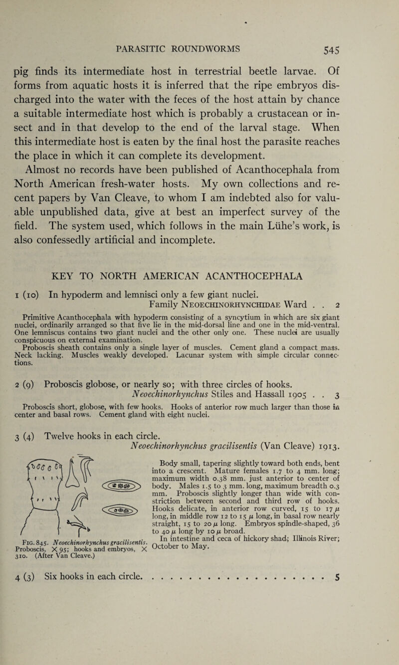 pig finds its intermediate host in terrestrial beetle larvae. Of forms from aquatic hosts it is inferred that the ripe embryos dis¬ charged into the water with the feces of the host attain by chance a suitable intermediate host which is probably a crustacean or in¬ sect and in that develop to the end of the larval stage. When this intermediate host is eaten by the final host the parasite reaches the place in which it can complete its development. Almost no records have been published of Acanthocephala from North American fresh-water hosts. My own collections and re¬ cent papers by Van Cleave, to whom I am indebted also for valu¬ able unpublished data, give at best an imperfect survey of the field. The system used, which follows in the main Liihe’s work, is also confessedly artificial and incomplete. KEY TO NORTH AMERICAN ACANTHOCEPHALA i (io) In hypoderm and lemnisci only a few giant nuclei. Family Neoechinorhynchidae Ward . . 2 Primitive Acanthocephala with hypoderm consisting of a syncytium in which are six giant nuclei, ordinarily arranged so that five lie in the mid-dorsal line and one in the mid-ventral. One lemniscus contains two giant nuclei and the other only one. These nuclei are usually conspicuous on external examination. Proboscis sheath contains only a single layer of muscles. Cement gland a compact mass. Neck lacking. Muscles weakly developed. Lacunar system with simple circular connec¬ tions. 2 (9) Proboscis globose, or nearly so; with three circles of hooks. Neoechinorhynchus Stiles and Hassall 1905 . . 3 Proboscis short, globose, with few hooks. Hooks of anterior row much larger than those in center and basal rows. Cement gland with eight nuclei. 3 (4) Twelve hooks in each circle. Neoechinorhynchus gracilisentis (Van Cleave) 1913. Fig. 845. Neoechinorhynchus gracilisentis. Proboscis, X 95; hooks and embryos, X 310. (After Van Cleave.) Body small, tapering slightly toward both ends, bent into a crescent. Mature females 1.7 to 4 mm. long; maximum width 0.38 mm. just anterior to center of body. Males 1.5 to 3 mm. long, maximum breadth 0.3 mm. Proboscis slightly longer than wide with con¬ striction between second and third row of hooks. Hooks delicate, in anterior row curved, 15 to 17 /x long, in middle row 12 to 15 ju long, in basal row nearly straight, 15 to 20/x long. Embryos spindle-shaped, 36 to 40 fx long by 10 /x broad. In intestine and ceca of hickory shad.; Illinois River; October to May. 4 (3) Six hooks in each circle. 5