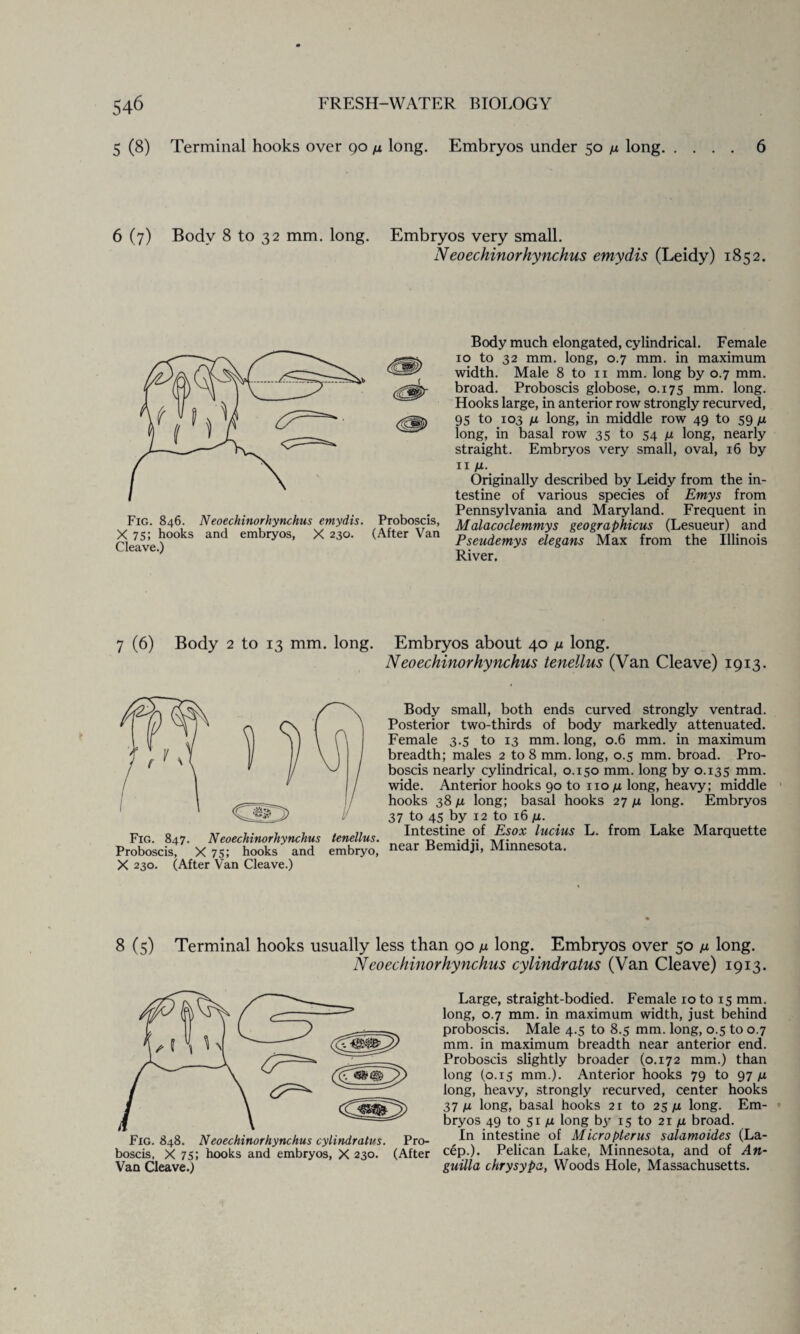 5 (8) Terminal hooks over go n long. Embryos under 50 /* long.6 6 (7) Body 8 to 32 mm. long. Embryos very small. Neoechinorhynchus emydis (Leidy) 1852. Fig. 846. Neoechinorhynchus emydis. Proboscis, X 75; hooks and embryos, X 230. (After Van Cleave.) Body much elongated, cylindrical. Female 10 to 32 mm. long, 0.7 mm. in maximum width. Male 8 to n mm. long by 0.7 mm. broad. Proboscis globose, 0.175 mm. long. Hooks large, in anterior row strongly recurved, 95 to 103 /x long, in middle row 49 to 59/4 long, in basal row 35 to 54 /x long, nearly straight. Embryos very small, oval, 16 by 11 /x. Originally described by Leidy from the in¬ testine of various species of Emys from Pennsylvania and Maryland. Frequent in Malacoclemmys geographicus (Lesueur) and Pseudemys elegans Max from the Illinois River. 7 (6) Body 2 to 13 mm. long. Embryos about 40 /x long. Neoechinorhynchus tenellus (Van Cleave) 1913. Fig. 847. Neoechinorhynchus tenellus. Proboscis, X 75; hooks and embryo, X 230. (After Van Cleave.) Body small, both ends curved strongly ventrad. Posterior two-thirds of body markedly attenuated. Female 3.5 to 13 mm. long, 0.6 mm. in maximum breadth; males 2 to 8 mm. long, 0.5 mm. broad. Pro¬ boscis nearly cylindrical, 0.150 mm. long by 0.135 mm. wide. Anterior hooks 90 to no /x long, heavy; middle hooks 38 n long; basal hooks 27 /x long. Embryos 37 to 45 by 12 to 16 n. Intestine of Esox lucius L. from Lake Marquette near Bemidji, Minnesota. 8 (5) Terminal hooks usually less than 90 /x long. Embryos over 50 u long. Neoechinorhynchus cylindratus (Van Cleave) 1913. Fig. 848. Neoechinorhynchus cylindratus. Pro¬ boscis, X 75; hooks and embryos, X 230. (After Van Cleave.) Large, straight-bodied. Female 10 to 15 mm. long, 0.7 mm. in maximum width, just behind proboscis. Male 4.5 to 8.5 mm. long, 0.5 to 0.7 mm. in maximum breadth near anterior end. Proboscis slightly broader (0.172 mm.) than long (0.15 mm.). Anterior hooks 79 to 97/x long, heavy, strongly recurved, center hooks 37/x long, basal hooks 21 to 25 jix long. Em¬ bryos 49 to 51 n long bi' 15 to 21 n broad. In intestine of Micro pier us salamoides (La- cep.). Pelican Lake, Minnesota, and of An¬ guilla chrysypa, Woods Hole, Massachusetts.