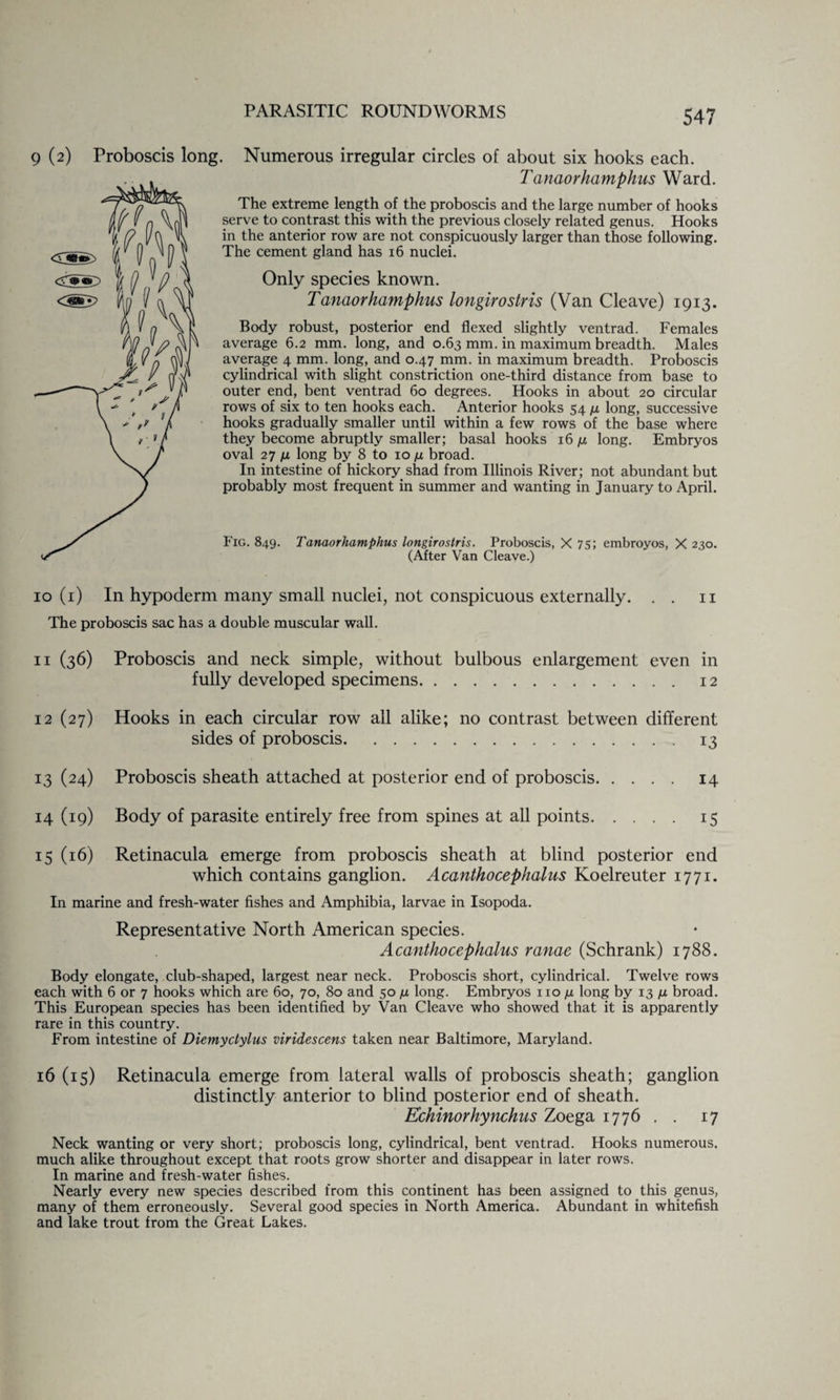9 (2) Proboscis long. Numerous irregular circles of about six hooks each. Tanaorhamphus Ward. The extreme length of the proboscis and the large number of hooks serve to contrast this with the previous closely related genus. Hooks in the anterior row are not conspicuously larger than those following. The cement gland has 16 nuclei. Only species known. Tanaorhamphus longirostris (Van Cleave) 1913. Body robust, posterior end flexed slightly ventrad. Females average 6.2 mm. long, and 0.63 mm. in maximum breadth. Males average 4 mm. long, and 0.47 mm. in maximum breadth. Proboscis cylindrical with slight constriction one-third distance from base to outer end, bent ventrad 60 degrees. Hooks in about 20 circular rows of six to ten hooks each. Anterior hooks 54 /x long, successive hooks gradually smaller until within a few rows of the base where they become abruptly smaller; basal hooks 16 /x long. Embryos oval 27 n long by 8 to 10 g broad. In intestine of hickory shad from Illinois River; not abundant but probably most frequent in summer and wanting in January to April. Fig. 849. Tanaorhamphus longirostris. Proboscis, X 75; embroyos, X 230. (After Van Cleave.) 10 (1) In hypoderm many small nuclei, not conspicuous externally. . . 11 The proboscis sac has a double muscular wall. 11 (36) Proboscis and neck simple, without bulbous enlargement even in fully developed specimens. 12 12 (27) Hooks in each circular row all alike; no contrast between different sides of proboscis.13 13 (24) Proboscis sheath attached at posterior end of proboscis. 14 14 (19) Body of parasite entirely free from spines at all points.15 15 (16) Retinacula emerge from proboscis sheath at blind posterior end which contains ganglion. Acanthocephalus Koelreuter 1771. In marine and fresh-water fishes and Amphibia, larvae in Isopoda. Representative North American species. Acanthocephalus ranae (Schrank) 1788. Body elongate, club-shaped, largest near neck. Proboscis short, cylindrical. Twelve rows each with 6 or 7 hooks which are 60, 70, 80 and 50 /x long. Embryos 110,11 long by 13 fx broad. This European species has been identified by Van Cleave who showed that it is apparently rare in this country. From intestine of Diemyclylus viridescens taken near Baltimore, Maryland. 16 (15) Retinacula emerge from lateral walls of proboscis sheath; ganglion distinctly anterior to blind posterior end of sheath. Echinorhynchus Zoega 1776 . . 17 Neck wanting or very short; proboscis long, cylindrical, bent ventrad. Hooks numerous, much alike throughout except that roots grow shorter and disappear in later rows. In marine and fresh-water fishes. Nearly every new species described from this continent has been assigned to this genus, many of them erroneously. Several good species in North America. Abundant in whitefish and lake trout from the Great Lakes.