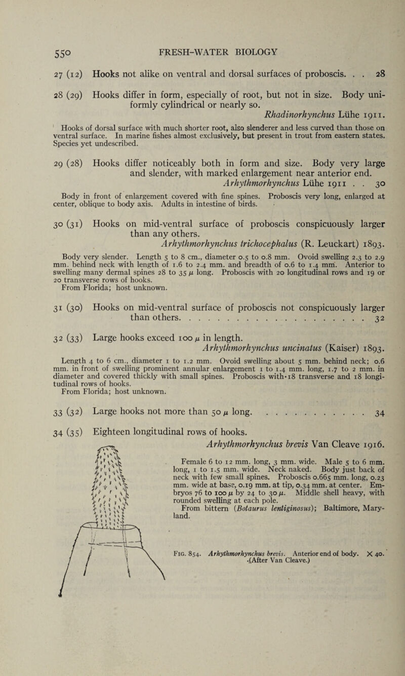 27 (12) Hooks not alike on ventral and dorsal surfaces of proboscis. . . 28 28 (29) Hooks differ in form, especially of root, but not in size. Body uni¬ formly cylindrical or nearly so. Rhadinorhynchus Liihe 1911. Hooks of dorsal surface with much shorter root, also slenderer and less curved than those on ventral surface. In marine fishes almost exclusively, but present in trout from eastern states. Species yet undescribed. 29 (28) Hooks differ noticeably both in form and size. Body very large and slender, with marked enlargement near anterior end. Arhythmorhynchus Liihe 1911 . . 30 Body in front of enlargement covered with fine spines. Proboscis very long, enlarged at center, oblique to body axis. Adults in intestine of birds. 30 (31) Hooks on mid-ventral surface of proboscis conspicuously larger than any others. Arhythmorhynchus trichocephalus (R. Leuckart) 1893. Body very slender. Length 5 to 8 cm., diameter 0.5 to 0.8 mm. Ovoid swelling 2.3 to 2.9 mm. behind neck with length of 1.6 to 2.4 mm. and breadth of 0.6 to 1.4 mm. Anterior to swelling many dermal spines 28 to 35 n long. Proboscis with 20 longitudinal rows and 19 or 20 transverse rows of hooks. From Florida; host unknown. 31 (30) Hooks on mid-ventral surface of proboscis not conspicuously larger than others.32 32 (33) Large hooks exceed iooju in length. Arhythmorhynchus uncinatus (Kaiser) 1893. Length 4 to 6 cm., diameter 1 to 1.2 mm. Ovoid swelling about 5 mm. behind neck; 0.6 mm. in front of swelling prominent annular enlargement 1 to 1.4 mm. long, 1.7 to 2 mm. in diameter and covered thickly with small spines. Proboscis with-18 transverse and 18 longi¬ tudinal rows of hooks. From Florida; host unknown. 33 (32) Large hooks not more than 50 /z long.34 34 (35) Eighteen longitudinal rows of hooks. Arhythmorhynchus brevis Van Cleave 1916. Female 6 to 12 mm. long, 3 mm. wide. Male 5 to 6 mm. long, 1 to 1.5 mm. wide. Neck naked. Body just back of neck with few small spines. Proboscis 0.665 mm. long, 0.23 mm. wide at base, 0.19 mm. at tip, 0.34 mm. at center. Em¬ bryos 76 to 100 u by 24 to 30 u. Middle shell heavy, with rounded swelling at each pole. From bittern (Botaurus lentiginosus); Baltimore, Mary¬ land. f Fig. 854. Arhythmorhynchus brevis. Anterior end of body. X 40. •.(After Van Cleave.)