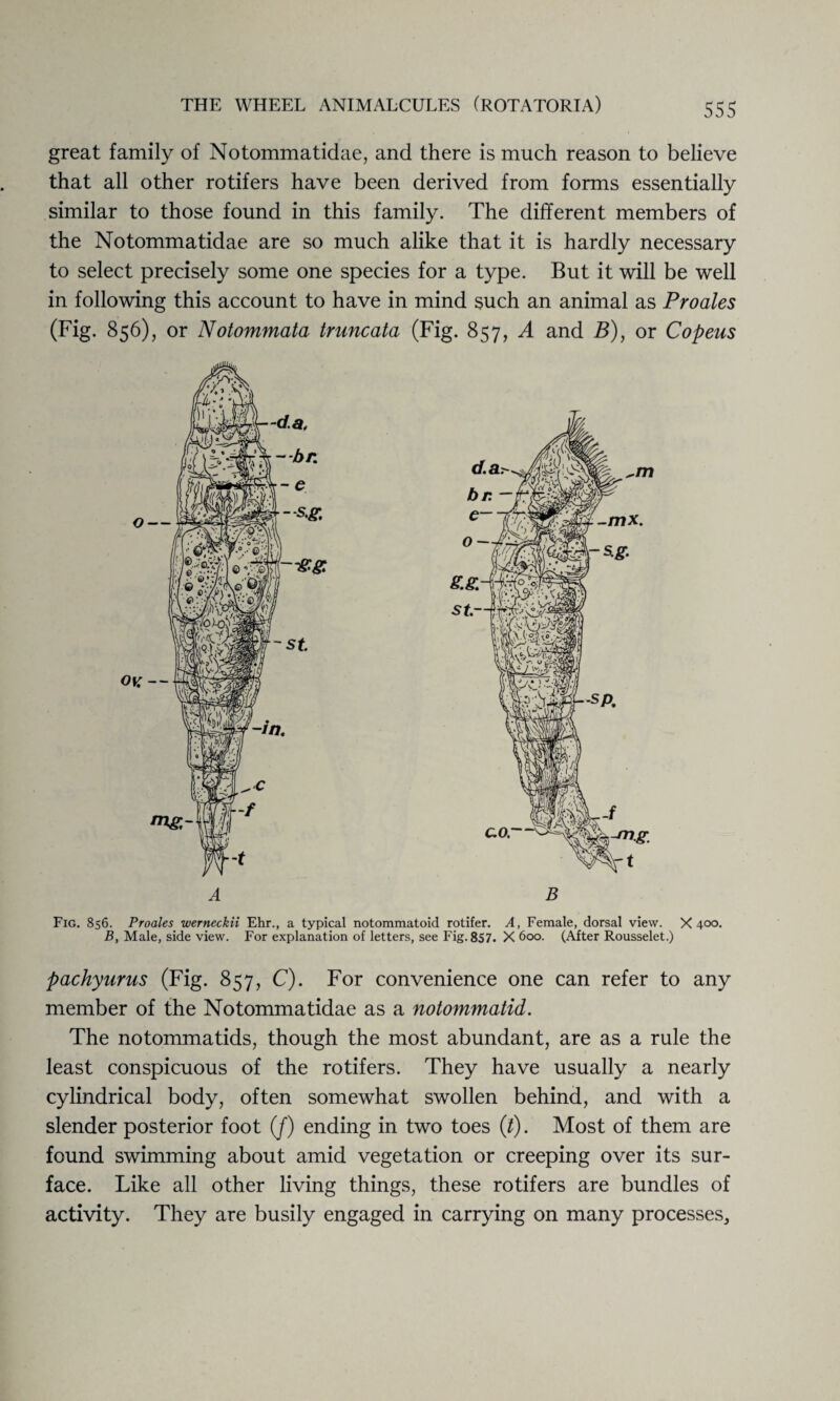 great family of Notommatidae, and there is much reason to believe that all other rotifers have been derived from forms essentially similar to those found in this family. The different members of the Notommatidae are so much alike that it is hardly necessary to select precisely some one species for a type. But it will be well in following this account to have in mind such an animal as Proales (Fig. 856), or Notommata truncata (Fig. 857, A and B), or Copeus Fig. 856. Proales werneckii Ehr., a typical notommatoid rotifer. A, Female, dorsal view. X 400. B, Male, side view. For explanation of letters, see Fig. 857. X 600. (After Rousselet.) pachyurus (Fig. 857, C). For convenience one can refer to any member of the Notommatidae as a notommatid. The notommatids, though the most abundant, are as a rule the least conspicuous of the rotifers. They have usually a nearly cylindrical body, often somewhat swollen behind, and with a slender posterior foot (/) ending in two toes (t). Most of them are found swimming about amid vegetation or creeping over its sur¬ face. Like all other living things, these rotifers are bundles of activity. They are busily engaged in carrying on many processes.