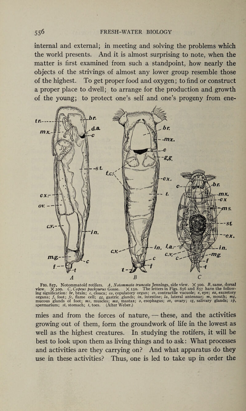 internal and external; in meeting and solving the problems which the world presents. And it is almost surprising to note, when the matter is first examined from such a standpoint, how nearly the objects of the strivings of almost any lower group resemble those of the highest. To get proper food and oxygen; to find or construct a proper place to dwell; to arrange for the production and growth of the young; to protect one’s self and one’s progeny from ene- A B C Fig. 857. Notommatoid rotifers. A, Notommata truncata Jennings, side view. X 300. B, same, dorsal view. X 300. C, Copeus pachyurus Gosse. X 150. The letters in Figs. 856 and 857 have the follow¬ ing signification: br, brain; c, cloaca; co, copulatory organ; cv, contractile vacuole; e, eye; ex, excretory organs; /, foot; fc, flame cell; gg, gastric glands; in, intestine; la, lateral antennae; m, mouth; mg, mucous glands of foot; ms, muscles; mx, mastax; 0, esophagus; ov, ovary; sg, salivary glands; sp, spermarium; st, stomach; t, toes. (After Weber.) mies and from the forces of nature, — these, and the activities growing out of them, form the groundwork of life in the lowest as well as the highest creatures. In studying the rotifers, it will be best to look upon them as living things and to ask: What processes and activities are they carrying on? And what apparatus do they use in these activities? Thus, one is led to take up in order the