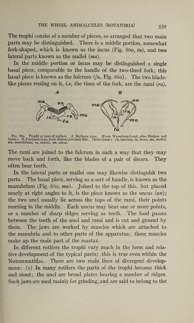 The trophi consist of a number of pieces, so arranged that two main parts may be distinguished. There is a middle portion, somewhat fork-shaped, which is known as the incus (Fig. 860, in), and two lateral parts known as the mallei (ma). In the middle portion or incus may be distinguished a single basal piece, comparable to the handle of the two-tined fork; this basal piece is known as the fulcrum (fu, Fig. 860). The two blade¬ like pieces resting on it, i.e, the tines of the fork, are the rami (ra). A B Fig. 860. Trophi or jaws of rotifers. A, Malleate type. (From Wesenberg-Lund, after Hudson and Gosse.) B, Forcipate type, from Diglenaforcipata Ehr. (After Gosse.) fu, fulcrum; in, incus; ma, mallei; mu, manubrium; ra, ramus; un, uncus. The rami are joined to the fulcrum in such a way that they may move back and forth, like the blades of a pair of shears. They often bear teeth. In the lateral parts or mallei one may likewise distinguish two parts. The basal piece, serving as a sort of handle, is known as the manubrium (Fig. 860, mu). Joined to the top of this, but placed nearly at right angles to it, is the piece known as the uncus (un); the two unci usually lie across the tops of the rami, their points meeting in the middle. Each uncus may bear one or more points, or a number of sharp ridges serving as teeth. The food passes between the teeth of the unci and rami and is cut and ground by them. The jaws are worked by muscles which are attached to the manubria and to other parts of the apparatus; these muscles make up the main part of the mastax. In different rotifers the trophi vary much in the form and rela¬ tive development of the typical parts; this is true even within the Notommatidae. There are two main lines of divergent develop¬ ment: (r) In many rotifers the parts of the trophi become thick and stout; the unci are broad plates bearing a number of ridges. Such jaws are used mainly for grinding, and are said to belong to the