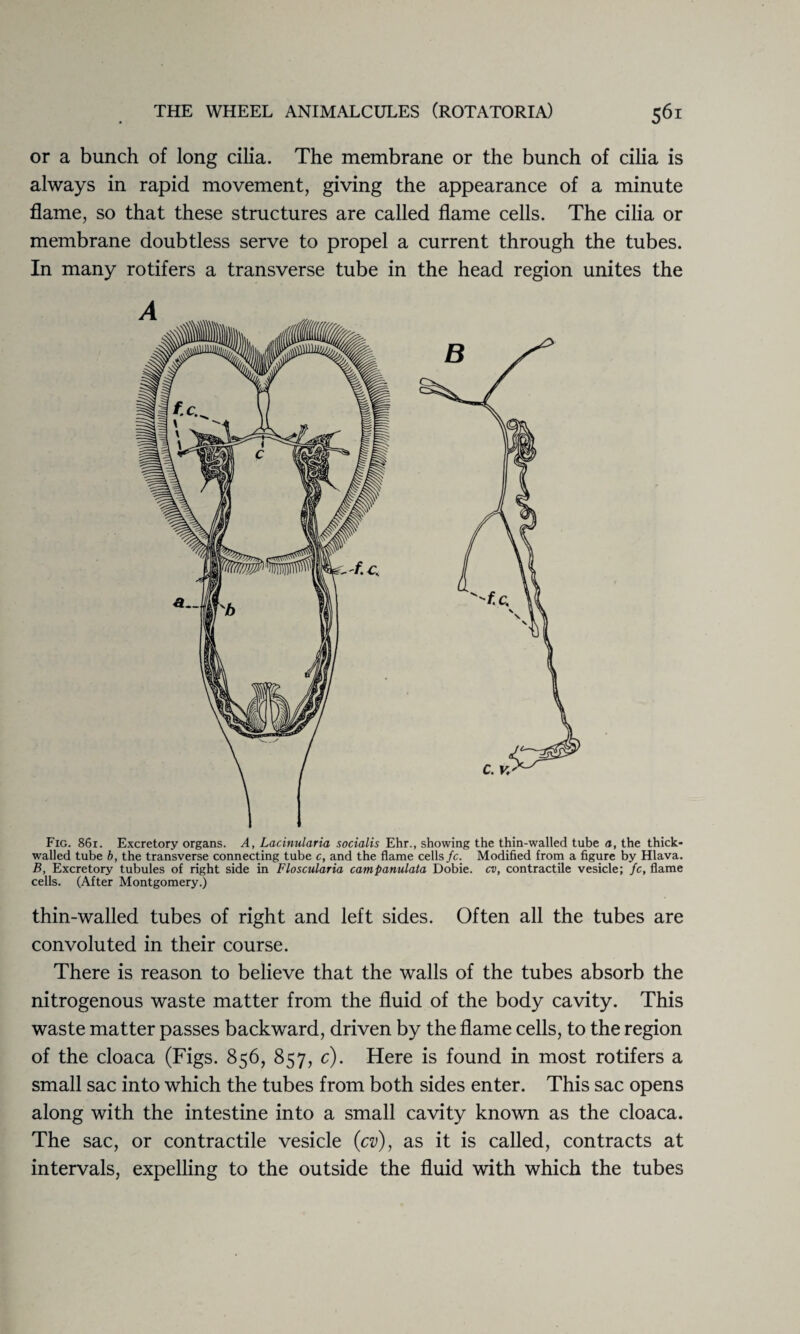 or a bunch of long cilia. The membrane or the bunch of cilia is always in rapid movement, giving the appearance of a minute flame, so that these structures are called flame cells. The cilia or membrane doubtless serve to propel a current through the tubes. In many rotifers a transverse tube in the head region unites the Fig. 861. Excretory organs. A, Lacinularia socialis Ehr., showing the thin-walled tube a, the thick- walled tube b, the transverse connecting tube c, and the flame cells fc. Modified from a figure by Hlava. B, Excretory tubules of right side in Floscularia campanulata Dobie. cv, contractile vesicle; fc, flame cells. (After Montgomery.) thin-walled tubes of right and left sides. Often all the tubes are convoluted in their course. There is reason to believe that the walls of the tubes absorb the nitrogenous waste matter from the fluid of the body cavity. This waste matter passes backward, driven by the flame cells, to the region of the cloaca (Figs. 856, 857, c). Here is found in most rotifers a small sac into which the tubes from both sides enter. This sac opens along with the intestine into a small cavity known as the cloaca. The sac, or contractile vesicle {cv), as it is called, contracts at intervals, expelling to the outside the fluid with which the tubes