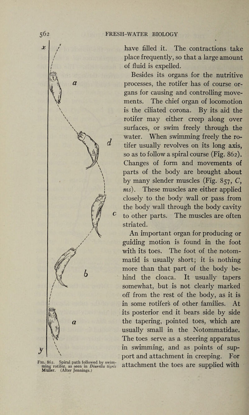 Fig. 862. Spiral path followed by swim¬ ming rotifer, as seen in Diurella tigris Muller. (After Jennings.) have filled it. The contractions take place frequently, so that a large amount of fluid is expelled. Besides its organs for the nutritive processes, the rotifer has of course or¬ gans for causing and controlling move¬ ments. The chief organ of locomotion is the ciliated corona. By its aid the rotifer may either creep along over surfaces, or swim freely through the water. When swimming freely the ro¬ tifer usually revolves on its long axis, so as to follow a spiral course (Fig. 862). Changes of form and movements of parts of the body are brought about by many slender muscles (Fig. 857, C, ms). These muscles are either applied closely to the body wall or pass from the body wall through the body cavity to other parts. The muscles are often striated. An important organ for producing or guiding motion is found in the foot with its toes. The foot of the notom- matid is usually short; it is nothing more than that part of the body be¬ hind the cloaca. It usually tapers somewhat, but is not clearly marked off from the rest of the body, as it is in some rotifers of other families. At its posterior end it bears side by side the tapering, pointed toes, which are usually small in the Notommatidae. The toes serve as a steering apparatus in swimming, and as points of sup¬ port and attachment in creeping. For attachment the toes are supplied with