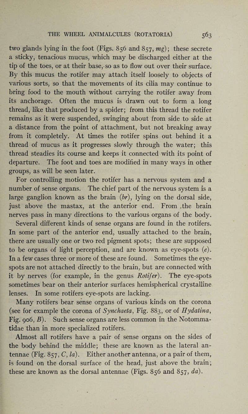 two glands lying in the foot (Figs. 856 and 857, mg); these secrete a sticky, tenacious mucus, which may be discharged either at the tip of the toes, or at their base,-so as to flow out over their surface. By this mucus the rotifer may attach itself loosely to objects of various sorts, so that the movements of its cilia may continue to bring food to the mouth without carrying the rotifer away from its anchorage. Often the mucus is drawn out to form a long thread, like that produced by a spider; from this thread the rotifer remains as it were suspended, swinging about from side to side at a distance from the point of attachment, but not breaking away from it completely. At times the rotifer spins out behind it a thread of mucus as it progresses slowly through the water; this thread steadies its course and keeps it connected with its point of departure. The foot and toes are modified in many ways in other groups, as will be seen later. For controlling motion the rotifer has a nervous system and a number of sense organs. The chief part of the nervous system is a large ganglion known as the brain (br), lying on the dorsal side, just above the mastax, at the anterior end. From ,the brain nerves pass in many directions to the various organs of the body. Several different kinds of sense organs are found in the rotifers. In some part of the anterior end, usually attached to the brain, there are usually one or two red pigment spots; these are supposed to be organs of light perception, and are known as eye-spots (e). In a few cases three or more of these are found. Sometimes the eye- spots are not attached directly to the brain, but are connected with it by nerves (for example, in the genus Rotifer). The eye-spots sometimes bear on their anterior surfaces hemispherical crystalline lenses. In some rotifers eye-spots are lacking. Many rotifers bear sense organs of various kinds on the corona (see for example the corona of Synchaeta, Fig. 883, or of Hydatina, Fig. 906, B). Such sense organs are less common in the Notomma- tidae than in more specialized rotifers. Almost all rotifers have a pair of sense organs on the sides of the body behind the middle; these are known as the lateral an¬ tennae (Fig. 857, C, la). Either another antenna, or a pair of them, is found on the dorsal surface of the head, just above the brain; these are known as the dorsal antennae (Figs. 856 and 857, da).