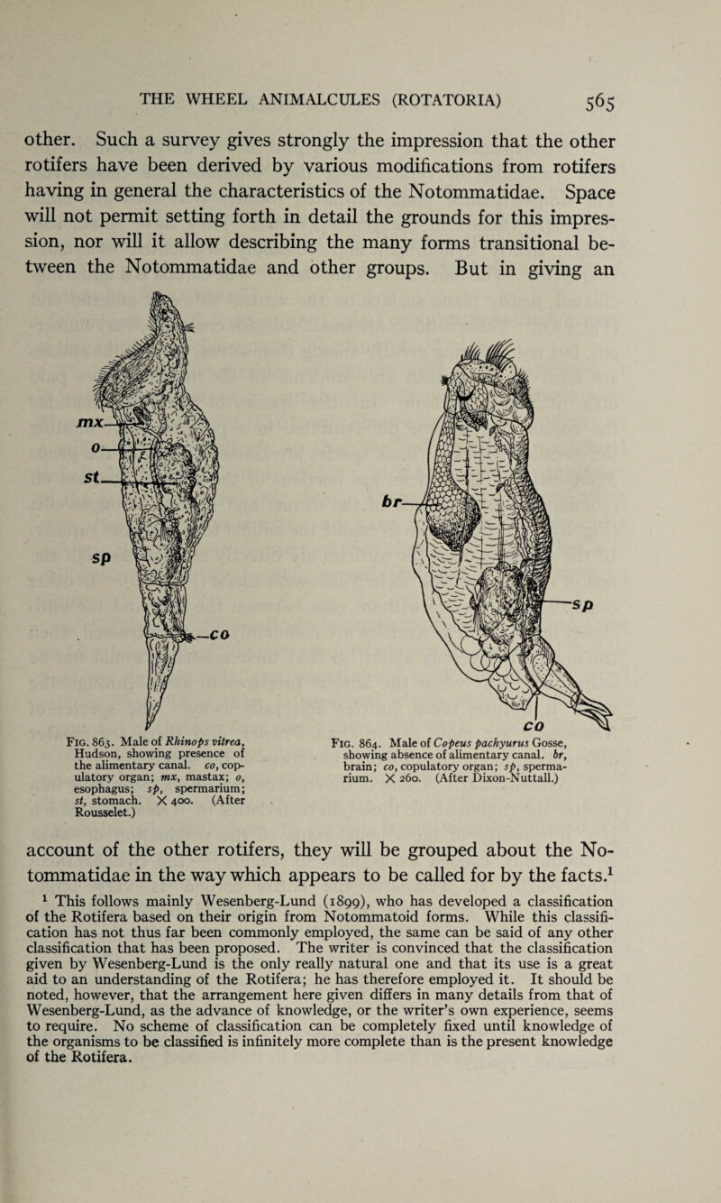 I THE WHEEL ANIMALCULES (ROTATORIA) 565 other. Such a survey gives strongly the impression that the other rotifers have been derived by various modifications from rotifers having in general the characteristics of the Notommatidae. Space will not permit setting forth in detail the grounds for this impres¬ sion, nor will it allow describing the many forms transitional be¬ tween the Notommatidae and other groups. But in giving an Fig. 863. Male of Rhinops vitrea, Hudson, showing presence of the alimentary canal, co, cop- ulatory organ; mx, mastax; o, esophagus; sp, spermarium; st, stomach. X 400. (After Rousselet.) Fig. 864. Male of Copeus pachyurm Gosse, showing absence of alimentary canal, br, brain; co, copulatory organ; sp, sperma¬ rium. X 260. (After Dixon-Nuttall.) account of the other rotifers, they will be grouped about the No¬ tommatidae in the way which appears to be called for by the facts.1 1 This follows mainly Wesenberg-Lund (1899), who has developed a classification of the Rotifera based on their origin from Notommatoid forms. While this classifi¬ cation has not thus far been commonly employed, the same can be said of any other classification that has been proposed. The writer is convinced that the classification given by Wesenberg-Lund is the only really natural one and that its use is a great aid to an understanding of the Rotifera; he has therefore employed it. It should be noted, however, that the arrangement here given differs in many details from that of Wesenberg-Lund, as the advance of knowledge, or the writer’s own experience, seems to require. No scheme of classification can be completely fixed until knowledge of the organisms to be classified is infinitely more complete than is the present knowledge of the Rotifera.