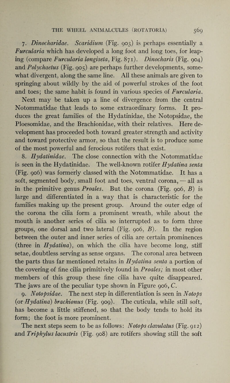 7. Dinocharidae. Scandium (Fig. 903) is perhaps essentially a Furcularia which has developed a long foot and long toes, for leap¬ ing (compare Furcularia longiseta, Fig. 871). Dinocharis (Fig. 904) and Polychaetus (Fig. 905) are perhaps further developments, some¬ what divergent, along the same line. All these animals are given to springing about wildly by the aid of powerful strokes of the foot and toes; the same habit is found in various species of Furcularia. Next may be taken up a line of divergence from the central Notommatidae that leads to some extraordinary forms. It pro¬ duces the great families of the Hydatinidae, the Notopsidae, the Ploesomidae, and the Brachionidae, with their relatives. Here de¬ velopment has proceeded both toward greater strength and activity and toward protective armor, so that the result is to produce some of the most powerful and ferocious rotifers that exist. 8. Hydatinidae. The close connection with the Notommatidae is seen in the Hydatinidae. The well-known rotifer Hydatina senta (Fig. 906) was formerly classed with the Notommatidae. It has a soft, segmented body, small foot and toes, ventral corona, — all as in the primitive genus Proales. But the corona (Fig. 906, B) is large and differentiated in a way that is characteristic for the families making up the present group. Around the outer edge of the corona the cilia form a prominent wreath, while about the mouth is another series of cilia so interrupted as to form three groups, one dorsal and two lateral (Fig. 906, B). In the region between the outer and inner series of cilia are certain prominences (three in Hydatina), on which the cilia have become long, stiff setae, doubtless serving as sense organs. The coronal area between the parts thus far mentioned retains in Hydatina senta a portion of the covering of fine cilia primitively found in Proales; in most other members of this group these fine cilia have quite disappeared. The jaws are of the peculiar type shown in Figure 906, C. 9. Notopsidae. The next step in differentiation is seen in Notops {ox Hydatina) brachionus (Fig. 909). The cuticula, while still soft, has become a little stiffened, so that the body tends to hold its form; the foot is more prominent. The next steps seem to be as follows: Notops clavulatus (Fig. 912) and Triphylus lacustris (Fig. 908) are rotifers showing still the soft