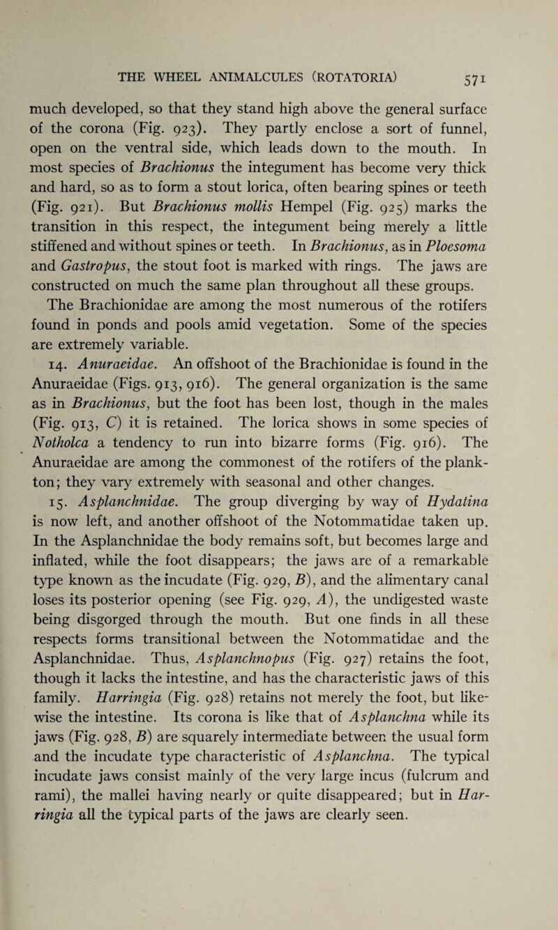 much developed, so that they stand high above the general surface of the corona (Fig. 923). They partly enclose a sort of funnel, open on the ventral side, which leads down to the mouth. In most species of Brachionus the integument has become very thick and hard, so as to form a stout lorica, often bearing spines or teeth (Fig. 921). But Brachionus mollis Hempel (Fig. 925) marks the transition in this respect, the integument being merely a little stiffened and without spines or teeth. In Brachionus, as in Ploesoma and Gastropus, the stout foot is marked with rings. The jaws are constructed on much the same plan throughout all these groups. The Brachionidae are among the most numerous of the rotifers found in ponds and pools amid vegetation. Some of the species are extremely variable. 14. Anuraeidae. An offshoot of the Brachionidae is found in the Anuraeidae (Figs. 913, 916). The general organization is the same as in Brachionus, but the foot has been lost, though in the males (Fig. 913, C) it is retained. The lorica shows in some species of Notholca a tendency to run into bizarre forms (Fig. 916). The Anuraeidae are among the commonest of the rotifers of the plank¬ ton; they vary extremely with seasonal and other changes. 15. Asplanchnidae. The group diverging by way of Hydatina is now left, and another offshoot of the Notommatidae taken up. In the Asplanchnidae the body remains soft, but becomes large and inflated, while the foot disappears; the jaws are of a remarkable type known as the incudate (Fig. 929, B), and the alimentary canal loses its posterior opening (see Fig. 929, A), the undigested waste being disgorged through the mouth. But one finds in all these respects forms transitional between the Notommatidae and the Asplanchnidae. Thus, Asplanchnopus (Fig. 927) retains the foot, though it lacks the intestine, and has the characteristic jaws of this family. Harringia (Fig. 928) retains not merely the foot, but like¬ wise the intestine. Its corona is like that of Asplanchna while its jaws (Fig. 928, B) are squarely intermediate between the usual form and the incudate type characteristic of Asplanchna. The typical incudate jaws consist mainly of the very large incus (fulcrum and rami), the mallei having nearly or quite disappeared; but in Har¬ ringia all the typical parts of the jaws are clearly seen.