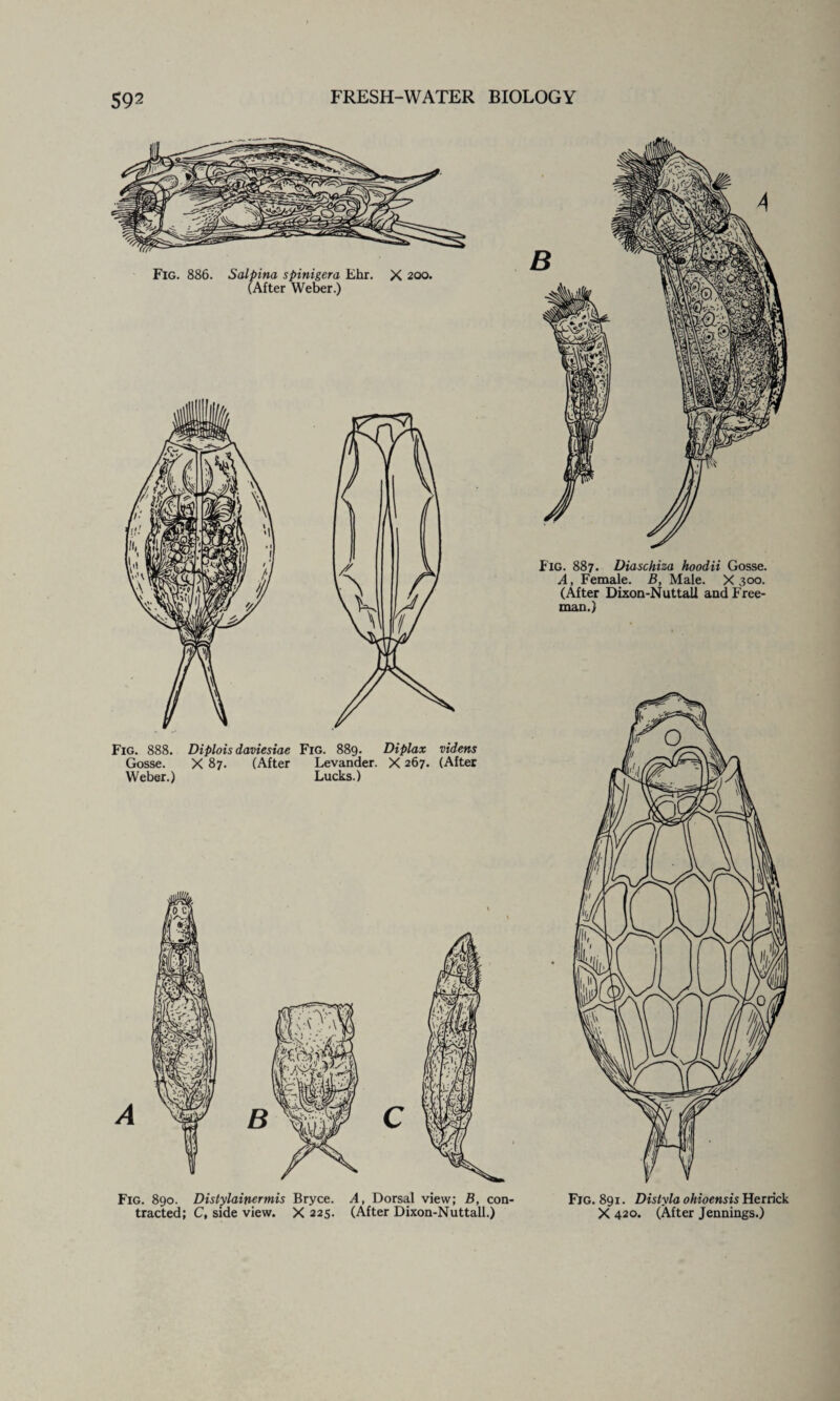 Fig. 890. Distylainermis Bryce. A, Dorsal view; B, con¬ tracted; C, side view. X 225. (After Dixon-Nuttall.) Fig. 891. Distyla ohioensis Herrick X 420. (After Jennings.)