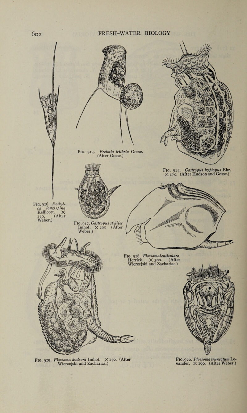 Fig. 916. Not hol¬ ed longispina Kellicott. X 170. (After Weber.) Fig. 914. Eretmia trithrix Gosse. (After Gosse.) Fig. 915. Gastropus hyptopus Ehr. X 170. (After Hudson and Gosse.) Fig. 917. Gastropus stylifer Imhof. X 200 (After Weber.) Fig. 919. Ploesoma hudsoni Imhof. X 150- (After Wierzejski and Zacharias.) Fig. 920. Ploesoma truncatumhe- vander. X 160. (After Weber.)