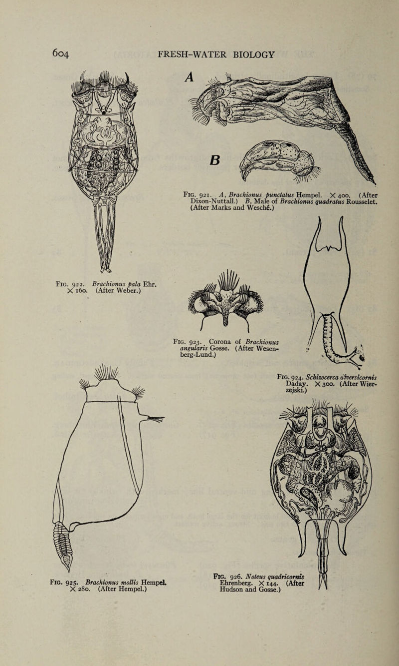 Fig. 922. Brachionus pala Ehr. X 160. (After Weber.) Fig. 921. A, Brachionus pundatus Hempel. X 400. (After Dixon-Nuttall.) B, Male of Brachionus quadratus Rousselet. (After Marks and Wesche.) Fig. 924. Schizocerca aiversicornis Daday. X 300. (After Wier- zejski.)