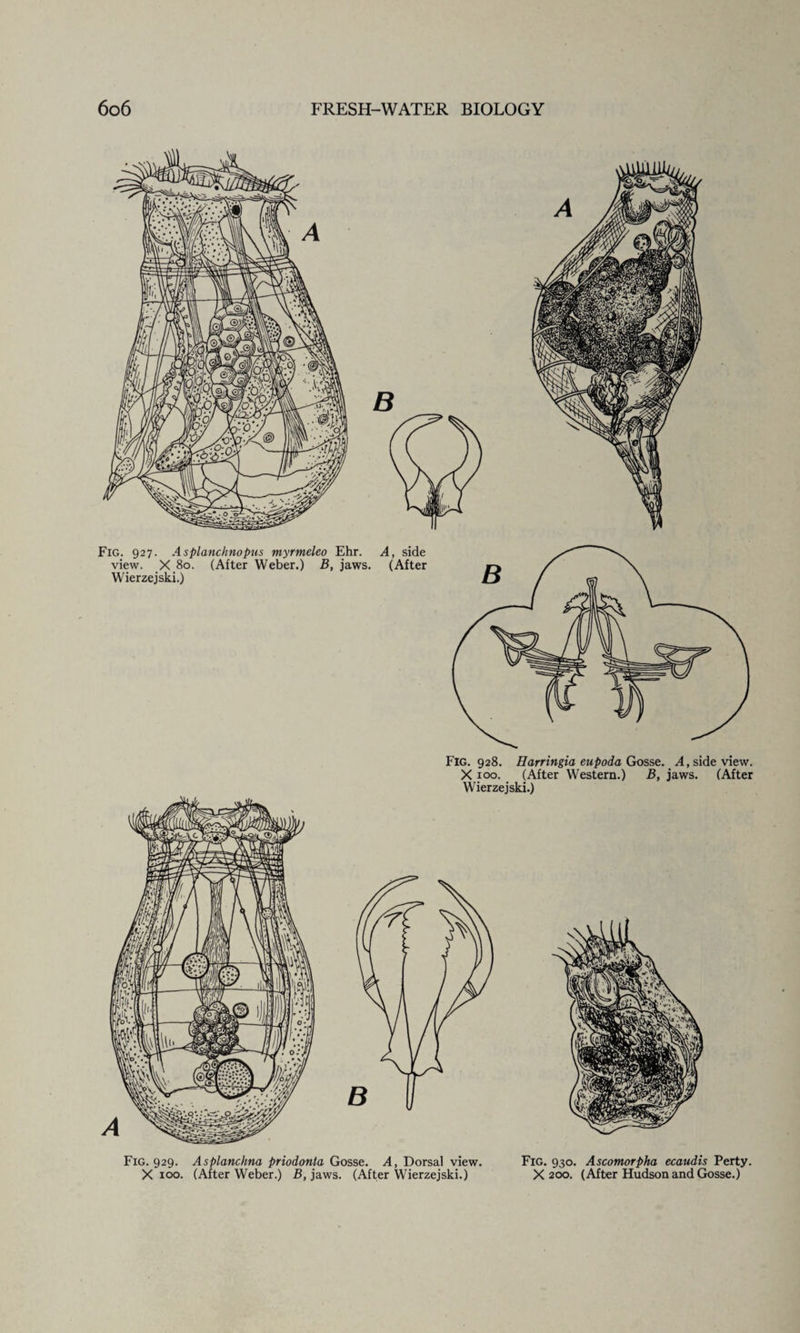 Fig. 927. Asplanchnopus myrmeleo Ehr. A, side view. X 80. (After Weber.) B, jaws. (After Wierzejski.) Fig. 928. Harringia eupoda Gosse. A, side view. X100. (After Western.) B, jaws. (After Wierzejski.) Fig. 929. Asplanchna priodonta Gosse. A, Dorsal view. X 100. (After Weber.) B, jaws. (After Wierzejski.) Fig. 930. Ascomorpha ecaudis Perty. X 200. (After Hudson and Gosse.)