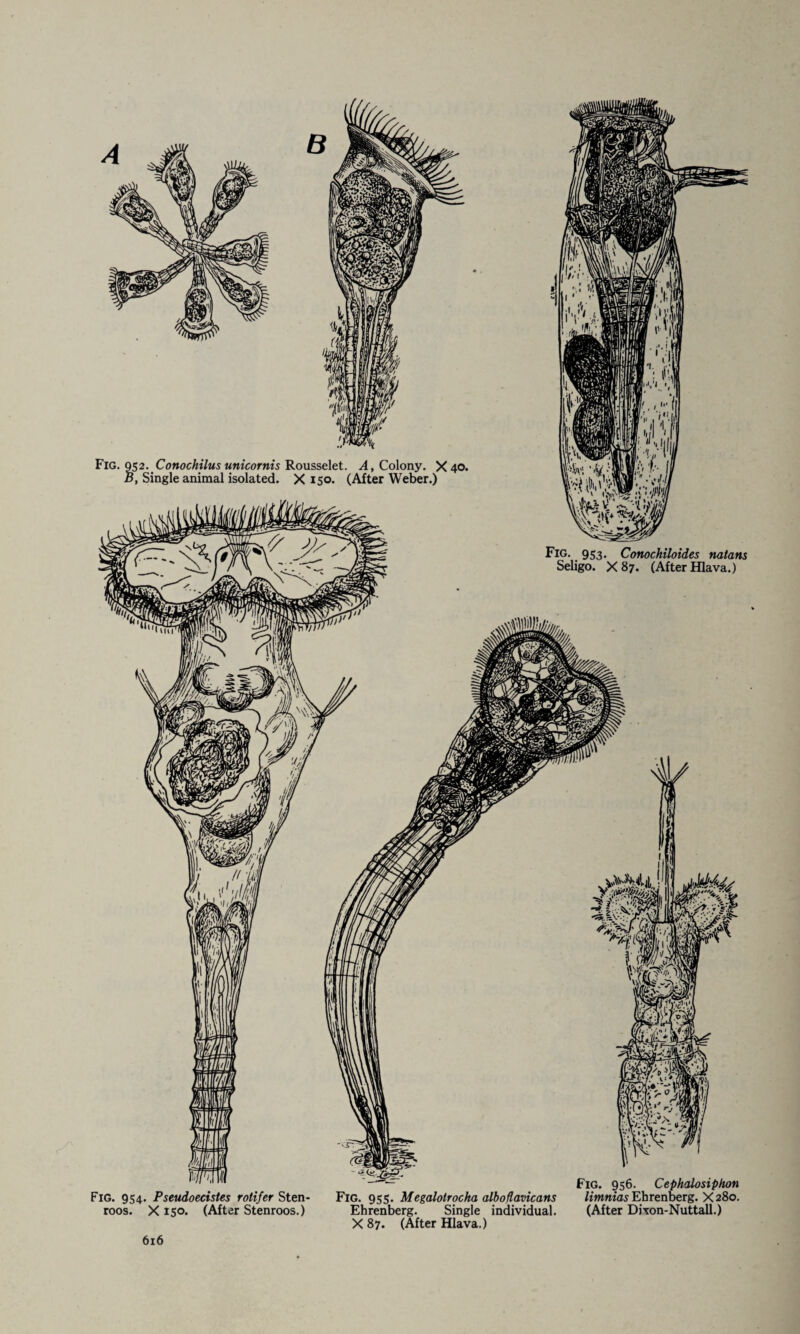 Fig. 954. Pseudoecistes rotifer Sten- Fig. 955. Megalolrocha alboflavicans limnias Ehrenberg. X 280. roos. X150. (After Stenroos.) Ehrenberg. Single individual. (After Dixon-Nuttall.) X 87. (After Hlava.)