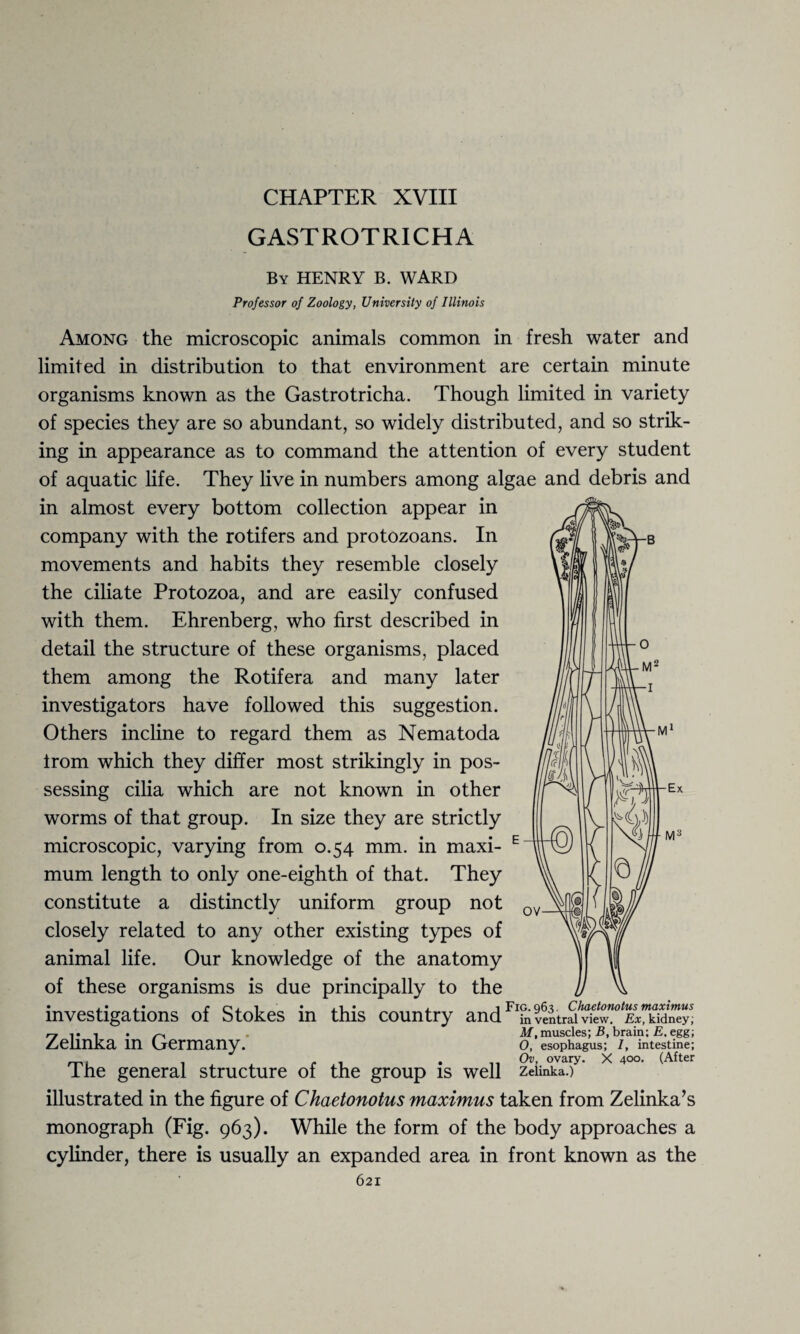 CHAPTER XVIII GASTROTRICHA By HENRY B. WARD Professor of Zoology, University of Illinois Among the microscopic animals common in fresh water and limited in distribution to that environment are certain minute organisms known as the Gastrotricha. Though limited in variety of species they are so abundant, so widely distributed, and so strik¬ ing in appearance as to command the attention of every student of aquatic life. They live in numbers among algae and debris and in almost every bottom collection appear in company with the rotifers and protozoans. In movements and habits they resemble closely the ciliate Protozoa, and are easily confused with them. Ehrenberg, who first described in detail the structure of these organisms, placed them among the Rotifera and many later investigators have followed this suggestion. Others incline to regard them as Nematoda from which they differ most strikingly in pos¬ sessing cilia which are not known in other worms of that group. In size they are strictly microscopic, varying from 0.54 mm. in maxi- E mum length to only one-eighth of that. They constitute a distinctly uniform group not closely related to any other existing types of animal life. Our knowledge of the anatomy of these organisms is due principally to the investigations of Stokes in this country and Flfnvtitrfwfew”0 ExHdSy! n t i M, muscles; B, brain; E. egg; Zelinka in Germany. O, esophagus; I, intestine; ( 1 . Ov, ovary. X 400. (After I he general structure of the group is well Zelinka.) illustrated in the figure of Chaetonotus maximus taken from Zelinka’s monograph (Fig. 963). While the form of the body approaches a cylinder, there is usually an expanded area in front known as the