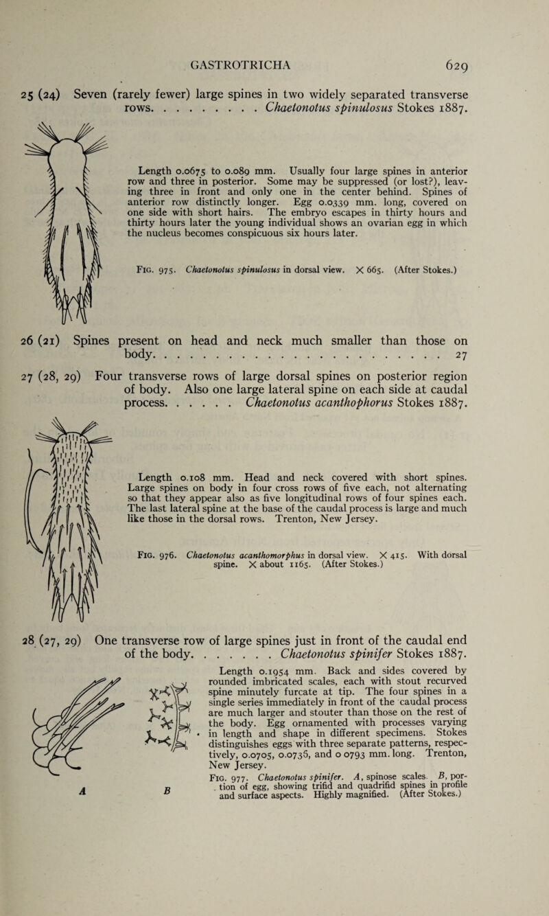 25 (24) Seven (rarely fewer) large spines in two widely separated transverse rows.Chaelonotus spinulosus Stokes 1887. Length 0.0675 to 0.089 mm. Usually four large spines in anterior row and three in posterior. Some may be suppressed (or lost?), leav¬ ing three in front and only one in the center behind. Spines of anterior row distinctly longer. Egg 0.0339 mm. long, covered on one side with short hairs. The embryo escapes in thirty hours and thirty hours later the young individual shows an ovarian egg in which the nucleus becomes conspicuous six hours later. Fig. 975. Chaetonotus spinulosus in dorsal view. X 665. (After Stokes.) 26 (21) Spines present on head and neck much smaller than those on body.27 27 (28, 29) Four transverse rows of large dorsal spines on posterior region of body. Also one large lateral spine on each side at caudal process.Chaetonotus acanthophorus Stokes 1887. Length 0.108 mm. Head and neck covered with short spines. Large spines on body in four cross rows of five each, not alternating so that they appear also as five longitudinal rows of four spines each. The last lateral spine at the base of the caudal process is large and much like those in the dorsal rows. Trenton, New Jersey. Fig. 976. Chaetonotus acanthomorphus in dorsal view. X 415. With dorsal spine. X about 1165. (After Stokes.) transverse row of large spines just in front of the caudal end of the body.Chaetonotus spinifer Stokes 1887. Length 0.1954 mm. Back and sides covered by rounded imbricated scales, each with stout recurved spine minutely furcate at tip. The four spines in a single series immediately in front of the caudal process are much larger and stouter than those on the rest of the body. Egg ornamented with processes varying in length and shape in different specimens. Stokes distinguishes eggs with three separate patterns, respec¬ tively, 0.0705, 0.0735, and o 0793 mm. long. Trenton, New Jersey. Fig. 977. Chaetonotus spinifer. A, spinose scales. B, por¬ tion of egg, showing trifid and quadrifid spines in profile and surface aspects. Highly magnified. (After Stokes.)