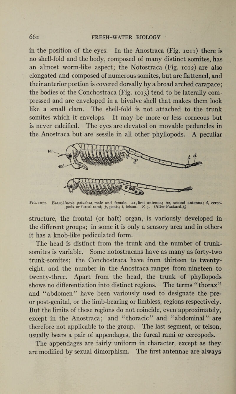 in the position of the eyes. In the Anostraca (Fig. ion) there is no shell-fold and the body, composed of many distinct somites, has an almost worm-like aspect; the Notostraca (Fig. 1012) are also elongated and composed of numerous somites, but are flattened, and their anterior portion is covered dorsally by a broad arched carapace; the bodies of the Conchostraca (Fig. 1013) tend to be laterally com- pressed and are enveloped in a bivalve shell that makes them look like a small clam. The shell-fold is not attached to the trunk somites which it envelops. It may be more or less corneous but is never calcified. The eyes are elevated on movable peduncles in the Anostraca but are sessile in all other phyllopods. A peculiar Fig. ion. Branchinecta paludosa, male and female, ai, first antenna; a2, second antenna; d, cerco- pods or furcal rami; p, penis; t, telson. X 3. (After Packard.)J structure, the frontal (or haft) organ, is variously developed in the different groups; in some it is only a sensory area and in others it has a knob-like pediculated form. The head is distinct from the trunk and the number of trunk- somites is variable. Some notostracans have as many as forty-two trunk-somites; the Conchostraca have from thirteen to twenty- eight, and the number in the Anostraca ranges from nineteen to twenty-three. Apart from the head, the trunk of phyllopods shows no differentiation into distinct regions. The terms “thorax” and “abdomen” have been variously used to designate the pre- or post-genital, or the limb-bearing or limbless, regions respectively. But the limits of these regions do not coincide, even approximately, except in the Anostraca; and “thoracic” and “abdominal” are therefore not applicable to the group. The last segment, or telson, usually bears a pair of appendages, the furcal rami or cercopods. The appendages are fairly uniform in character, except as they are modified by sexual dimorphism. The first antennae are always