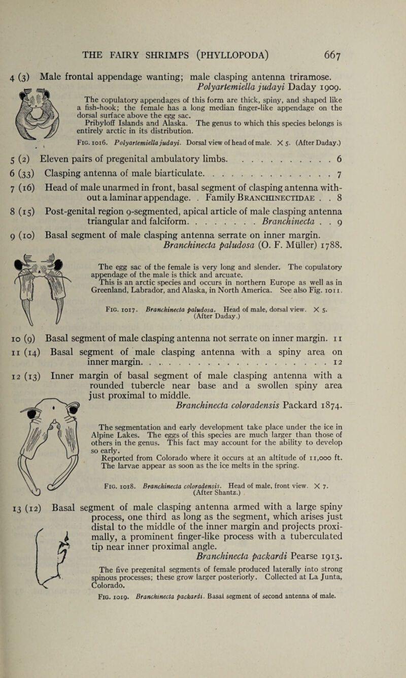 4 (3) Male frontal appendage wanting; male clasping antenna triramose. Polyartemiella judayi Daday 1909. The copulatory appendages of this form are thick, spiny, and shaped like a fish-hook; the female has a long median finger-like appendage on the dorsal surface above the egg sac. Pribyloff Islands and Alaska. The genus to which this species belongs is entirely arctic in its distribution. Fig. 1016. Polyartemiella judayi. Dorsal view of head of male. X 5. (After Daday.) 5 (2) Eleven pairs of pregenital ambulatory limbs.6 6 (33) Clasping antenna of male biarticulate. ..7 7(16) Head of male unarmed in front, basal segment of clasping antenna with¬ out a laminar appendage. . Family Branchinectidae . . 8 8(15) Post-genital region 9-segmented, apical article of male clasping antenna triangular and falciform.Branchinecta . . 9 9 (10) Basal segment of male clasping antenna serrate on inner margin. Branchinecta paludosa (0. F. Muller) 1788. The egg sac of the female is very long and slender. The copulatory appendage of the male is thick and arcuate. This is an arctic species and occurs in northern Europe as well as in Greenland, Labrador, and Alaska, in North America. See also Fig. ion. Fig. 1017. Branchinecta paludosa. Head of male, dorsal view. X 5. (After Daday.) 10 (9) Basal segment of male clasping antenna not serrate on inner margin. 11 11 (14) Basal segment of male clasping antenna with a spiny area on inner margin. . ..12 12 (13) Inner margin of basal segment of male clasping antenna with a rounded tubercle near base and a swollen spiny area just proximal to middle. Branchinecta coloradensis Packard 1874. The segmentation and early development take place under the ice in Alpine Lakes. The eggs of this species are much larger than those of others in the genus. This fact may account for the ability to develop so early. Reported from Colorado where it occurs at an altitude of 11,000 ft. The larvae appear as soon as the ice melts in the spring. Fig. 1018. Branchinecta coloradensis. Head of male, front view. X 7. (After Shantz.) 13 (12) Basal segment of male clasping antenna armed with a large spiny process, one third as long as the segment, which arises just distal to the middle of the inner margin and projects proxi- mally, a prominent finger-like process with a tuberculated tip near inner proximal angle. Branchinecta packardi Pearse 1913. The five pregenital segments of female produced laterally into strong spinous processes; these grow larger posteriorly. Collected at La Junta, Colorado. Fig. 1019. Branchinecta packardi. Basal segment of second antenna of male.