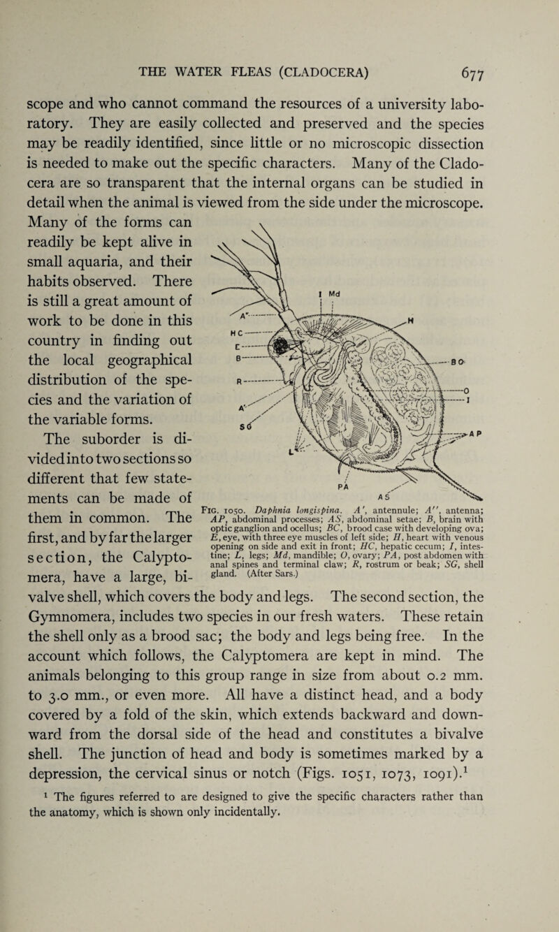 scope and who cannot command the resources of a university labo¬ ratory. They are easily collected and preserved and the species may be readily identified, since little or no microscopic dissection is needed to make out the specific characters. Many of the Clado- cera are so transparent that the internal organs can be studied in detail when the animal is viewed from the side under the microscope. Many of the forms can readily be kept alive in small aquaria, and their habits observed. There is still a great amount of work to be done in this country in finding out the local geographical distribution of the spe¬ cies and the variation of the variable forms. The suborder is di¬ vided into two sections so different that few state¬ ments can be made of them in common. The first, and by far the larger section, the Calypto- mera, have a large, bi¬ valve shell, which covers the body and legs. The second section, the Gymnomera, includes two species in our fresh waters. These retain the shell only as a brood sac; the body and legs being free. In the account which follows, the Calyptomera are kept in mind. The animals belonging to this group range in size from about 0.2 mm. to 3.0 mm., or even more. All have a distinct head, and a body covered by a fold of the skin, which extends backward and down¬ ward from the dorsal side of the head and constitutes a bivalve shell. The junction of head and body is sometimes marked by a depression, the cervical sinus or notch (Figs. 1051, 1073, 1091).1 1 The figures referred to are designed to give the specific characters rather than the anatomy, which is shown only incidentally. AP, abdominal processes; AS, abdominal setae; B, brain with optic ganglion and ocellus; BC, brood case with developing ova; E, eye, with three eye muscles of left side; H, heart with venous opening on side and exit in front; HC, hepatic cecum; I, intes¬ tine; L, legs; Md, mandible; O, ovary; PA, post abdomen with anal spines and terminal claw; R, rostrum or beak; SG, shell gland. (After Sars.)