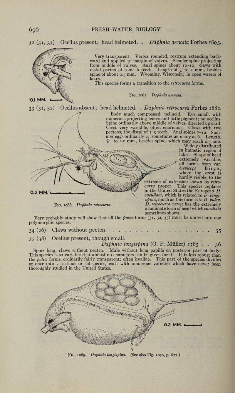 32 (31, 33) Ocellus present; head helmeted. . Daphnia arcuata Forbes 1893. Very transparent. Vertex rounded, rostrum extending back¬ ward and applied to margin of valves. Slender spine projecting from middle of valves. Anal spines about 10-12; claws with distal pecten of some 6 teeth. Length of 9 to 2 mm., besides spine of about 0.5 mm. Wyoming, Wisconsin; in open waters of lakes. This species forms a transition to the retrocurva forms. Fig. 1067. Daphnia arcuata. 33(31, 32) Ocellus absent; head helmeted. . Daphnia retrocurva Forbes 1882. '7 Body much compressed, pellucid. Eye small, with numerous projecting lenses and little pigment; no ocellus. Spine ordinarily above middle of valves, directed upward. Crest very variable, often enormous. Claws with two pectens, the distal of 7-9 teeth. Anal spines 7-12. Sum¬ mer eggs ordinarily 2; sometimes as many as 6. Length, 9, to 2.0 mm., besides spine, which may reach 0.5 mm. Widely distributed in limnetic region of lakes. Shape of head ex tremely variable; all forms from var. breviceps B i r g e , where the crest is hardly visible, to the extreme of extension shown by retro¬ curva proper. This species replaces in the United States the European D. cucullata, which is related to D. longi- spina, much as this form is to D. pulex. D. retrocurva never has the extremely acuminate form of head which cucullata sometimes shows. Very probably study will show that all the pulex forms (31, 32, 33) must be united into one polymorphic species. t>.5 MM. i Fig. 1068. Daphnia retrocurva. 34 (26) Claws without pecten.35 35 (38) Ocellus present, though small. Daphnia longispina (O. F. Muller) 1785 . . 36 Spine long; claws without pecten. Male without long papilla on posterior part of body. This species is so variable that almost no characters can be given for it. It is less robust than the pulex forms, ordinarily fairly transparent; often hyaline. This part of the species divides at once into 2 sections or subspecies, each with numerous varieties which have never been thoroughly studied in the United States.