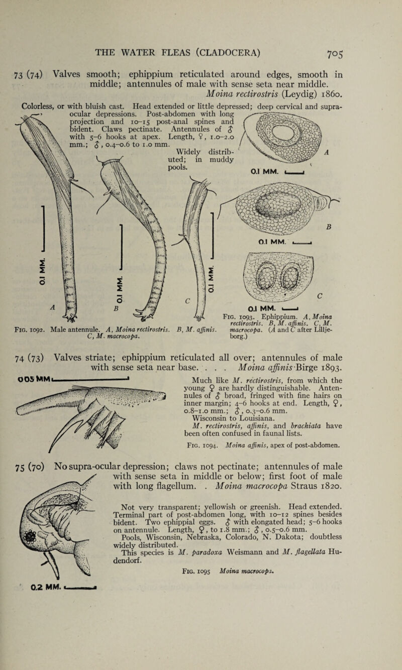 73 (74) Valves smooth; ephippium reticulated around edges, smooth in middle; antennules of male with sense seta near middle. Moina rectirostris (Leydig) i860. Colorless, or with bluish cast. Head extended or little depressed; deep cervical and supra¬ ocular depressions. Post-abdomen with long projection and 10-15 post-anal spines and bident. Claws pectinate. Antennules of $ with 5-6 hooks at apex. Length, 9, 1.0-2.0 mm.; $ , 0.4-0.6 to 1.0 mm. Widely distrib¬ uted; in muddy P00ls' O.l MM. 0.1 MM. Fig. 1092. Male antennule. A, Moina rectirostris. B, M. ajfinis. C, M. macrocopa. 0.1 MM. u—j Fig. 1093. Ephippium. A,Moina rectirostris. B, M. ajfinis. C, M. macrocopa. (A and C after Lillje- borg.) 74 (73) Valves striate; ephippium reticulated all over; antennules of male with sense seta near base. ... Moina ajjinis Burge 1893. 005 MM 1 Much like M. rectirostris, from which the young 9 are hardly distinguishable. Anten¬ nules of $ broad, fringed with fine hairs on inner margin; 4-6 hooks at end. Length, 9 > o.8-1.0 mm.; $ , 0.3-0.6 mm. Wisconsin to Louisiana. M. rectirostris, ajfinis, and brachiata have been often confused in faunal lists. Fig. 1094. Moina ajfinis, apex of post-abdomen. 75(70) No supra-ocular depression; claws not pectinate; antennules of male with sense seta in middle or below; first foot of male with long flagellum. . Moina macrocopa Straus 1820. Not very transparent; yellowish or greenish. Head extended. Terminal part of post-abdomen long, with 10-12 spines besides bident. Two ephippial eggs. $ with elongated head; 5-6 hooks on antennule. Length, 9 > to 1.8 mm.; $ , 0.5-0.6 mm. Pools, Wisconsin, Nebraska, Colorado, N. Dakota; doubtless widely distributed. This species is M. paradoxa Weismann and M. jlagellata Hu- dendorf. Fig. 1095 Moina macrocopa. 0.2 MM. u