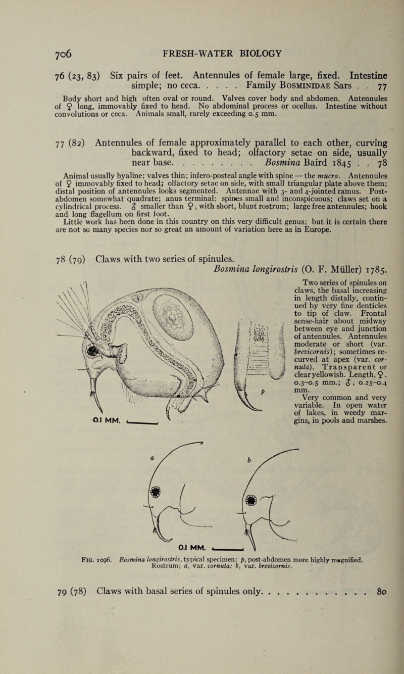 76 (23, 83) Six pairs of feet. Antennules of female large, fixed. Intestine simple; no ceca.Family Bosminidae Sars . . 77 Body short and high often oval or round. Valves cover body and abdomen. Antennules of 9 long, immovably fixed to head. No abdominal process or ocellus. Intestine without convolutions or ceca. Animals small, rarely exceeding 0.5 mm. 77 (82) Antennules of female approximately parallel to each other, curving backward, fixed to head; olfactory setae on side, usually near base. Bosmina Baird 1845 . . 78 Animal usually hyaline; valves thin; infero-posteal angle with spine — the mucro. Antennules of 9 immovably fixed to head; olfactory setae on side, with small triangular plate above them; distal position of antennules looks segmented. Antennae with 3- and 4-jointed ramus. Post¬ abdomen somewhat quadrate; anus terminal; spines small and inconspicuous; claws set on a cylindrical process. $ smaller than 9 > with short, blunt rostrum; large free antennules; hook and long flagellum on first foot. Little work has been done in this country on this very difficult genus; but it is certain there are not so many species nor so great an amount of variation here as in Europe. 78 (79) Claws with two series of spinules. Bosmina longirostris (O. F. Muller) 1785. Two series of spinules on claws, the basal increasing in length distally, contin¬ ued by very fine denticles to tip of claw. Frontal . sense-hair about midway 4 between eye and junction of antennules. Antennules moderate or short (var. 3 brevicornis); sometimes re- 1 curved at apex (var. cor- j nuta). Transparent or ^ clear yellowish. Length, 9 - 0.3-0.5 mm.; $, 0.25-0.4 mm. Very common and very variable. In open water of lakes, in weedy mar¬ gins, in pools and marshes. Fig. 1096. Bosmina longirostris, typical specimen; p, post-abdomen more highly magnified. Rostrum; a, var. cornuta: b, var. brevicornis. 79 (78) Claws with basal series of spinules only 89