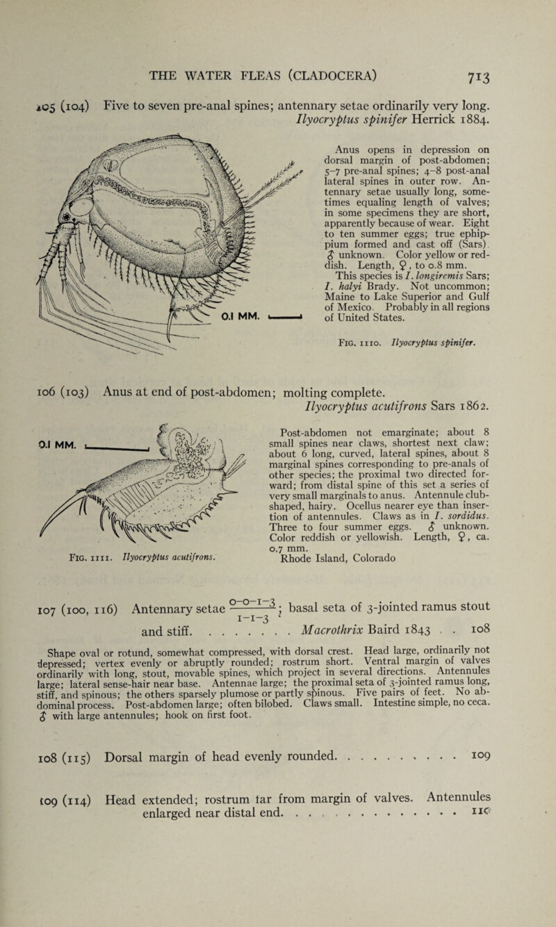 .*05 (104) Five to seven pre-anal spines; antennary setae ordinarily very long. Ilyocryptus spinifer Herrick 1884. Anus opens in depression on dorsal margin of post-abdomen; 5-7 pre-anal spines; 4-8 post-anal lateral spines in outer row. An¬ tennary setae usually long, some¬ times equaling length of valves; in some specimens they are short, apparently because of wear. Eight to ten summer eggs; true ephip- pium formed and cast off (Sars). $ unknown. Color yellow or red¬ dish. Length, 9 , to 0.8 mm. This species is I. longiremis Sars; I. halyi Brady. Not uncommon; Maine to Lake Superior and Gulf of Mexico. Probably in all regions of United States. Fig. mo. Ilyocryptus spinifer. 106 (103) Anus at end of post-abdomen; molting complete. Ilyocryptus acutifrons Sars 1862. Post-abdomen not emarginate; about 8 small spines near claws, shortest next claw; about 6 long, curved, lateral spines, about 8 marginal spines corresponding to pre-anals of other species; the proximal two directed for¬ ward; from distal spine of this set a series of very small marginals to anus. Antennule club- shaped, hairy. Ocellus nearer eye than inser¬ tion of antennules. Claws as in I. soraidus. Three to four summer eggs. unknown. Color reddish or yellowish. Length, 9> ca. 0.7 mm. Rhode Island, Colorado 107 (lOO, 116) Antennary setae ° ° ; 1-1-3 ' and stiff. basal seta of 3-jointed ramus stout . Macrothrix Baird 1843 , . 108 Shape oval or rotund, somewhat compressed, with dorsal crest. Head large, ordinarily not depressed; vertex evenly or abruptly rounded; rostrum short. Ventral margin of valves ordinarily with long, stout, movable spines, which project in several directions. Antennules large; lateral sense-hair near base. Antennae large; the proximal seta of 3-jointed ramus long, stiff, and spinous; the others sparsely plumose or partly spinous. Five pairs of feet. No ab¬ dominal process. Post-abdomen large; often biloSed. Claws small. Intestine simple, no ceca. $ with large antennules; hook on first foot. 108 (115) Dorsal margin of head evenly rounded.io9 {09 (114) Head extended; rostrum tar from margin of valves. Antennules enlarged near distal end. , . , ..II<?