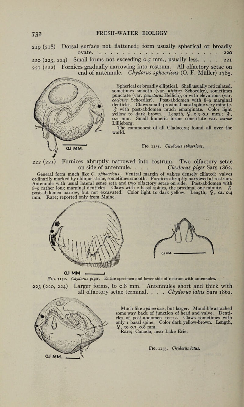 219 (218) Dorsal surface not flattened; form usually spherical or broadly ovate.220 220 (223, 224) Small forms not exceeding 0.5 mm., usually less. . . . 221 221 (222) Fornices gradually narrowing into rostrum. All olfactory setae on end of antennule. Chydorus sphaericus (O. F. Muller) 1785. Spherical or broadly elliptical. Shell usually reticulated, sometimes smooth (var. nitidus Schoedler), sometimes punctate (var. punctatus Hellich), or with elevations (var. coelatus Schoedler). Post-abdomen with 8-9 marginal denticles. Claws small; proximal basal spine very minute. $ with post-abdomen much emarginate. Color light yellow to dark brown. Length, 9,0.3-0.5 mm.; $, 0.2 mm. Small limnetic forms constitute var. minor Lilljeborg. The commonest of all Cladocera; found all over the world. Fig 1151. Chydorus sphaericus. 222 (221) Fornices abruptly narrowed into rostrum. Two olfactory setae on side of antennule. Chydorus piger Sars 1862. General form much like C. sphaericus. Ventral margin of valyes densely ciliated; valves ordinarily marked by oblique striae, sometimes smooth. Fornices abruptly narrowed at rostrum. Antennule with usual lateral sense seta and two olfactory setae on side. Post-abdomen with 8-9 rather long marginal denticles. Claws with 2 basal spines, the proximal one minute. $ post-abdomen narrow, but not excavated. Color light to dark yellow. Length, 9 * ca. °-4 mm. Rare; reported only from Maine. O.l MM __ Fig. 1152. Chydorus piger. Entire specimen and lower side of rostrum with antennules. 223 (220, 224) Larger forms, to 0.8 mm. Antennules short and thick with all olfactory setae terminal. . . . Chydorus latus Sars 1862. Much like sphaericus, but larger. Mandible attached some way back of junction of head and valve. Denti¬ cles of post-abdomen 10-12. Claws sometimes with only 1 basal spine. Color dark yellow-brown. Length, 9, to 0.7-0.8 mm. Rare; Canada, near Lake Erie. OJ MM.