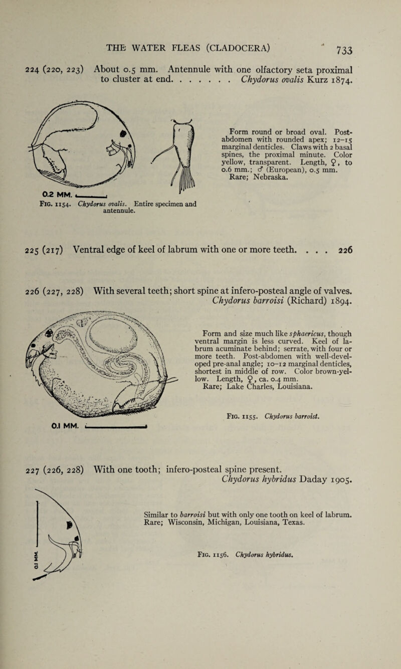 224 (220, 223) About 0.5 mm. Antennule with one olfactory seta proximal to cluster at end.Chydorus ovalis Kurz 1874. 0.2 MM. *■ - 1 Fig. 1154. Chydorus ovalis. Entire specimen and antennule. Form round or broad oval. Post¬ abdomen with rounded apex; 12-15 marginal denticles. Claws with 2 basal spines, the proximal minute. Color yellow, transparent. Length, 9» to 0.6 mm.; cf (European), 0.5 mm. Rare; Nebraska. 225(217) Ventral edge of keel of labrum with one or more teeth. . . . 226 226 (227, 228) With several teeth; short spine at infero-posteal angle of valves. Chydorus barroisi (Richard) 1894. Form and size much like sphaericus, though ventral margin is less curved. Keel of la¬ brum acuminate behind; serrate, with four or more teeth. Post-abdomen with well-devel¬ oped pre-anal angle; 10-12 marginal denticles, shortest in middle of row. Color brown-yel¬ low. Length, 9 > ca. 0.4 mm. Rare; Lake Charles, Louisiana. 0.1 MM. Fig. 1155. Chydorus barroisi. 227 (226, 228) With one tooth; infero-posteal spine present. Chydorus hybridus Daday 1905. Similar to barroisi but with only one tooth on keel of labrum. Rare; Wisconsin, Michigan, Louisiana, Texas.