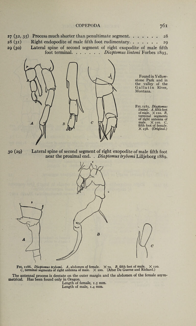 27 (32, 35) Process much shorter than penultimate segment.. 28 28 (31) Right endopodite of male fifth foot rudimentary. 29 29 (30) Lateral spine of second segment of right exopodite of male fifth foot terminal.Diaptomus lintoni Forbes 1893. Found in Yellow¬ stone Park and in the valley of the Gallatin River, Montana. Fig. 1185. Diaptomus lintoni. A, fifth feet of male. X no. B, terminal segments of right antenna of male. X 220. C, fifth foot of female. X 258. (Original.) 30 (29) Lateral spine of second segment of right exopodite of male fifth foot near the proximal end. . Diaptomus trybomi Lilljeborg 1889. The antennal process is dentate on the outer margin and the abdomen of the female asym¬ metrical. Has been found only in Oregon. Length of female, 1.5 mm.