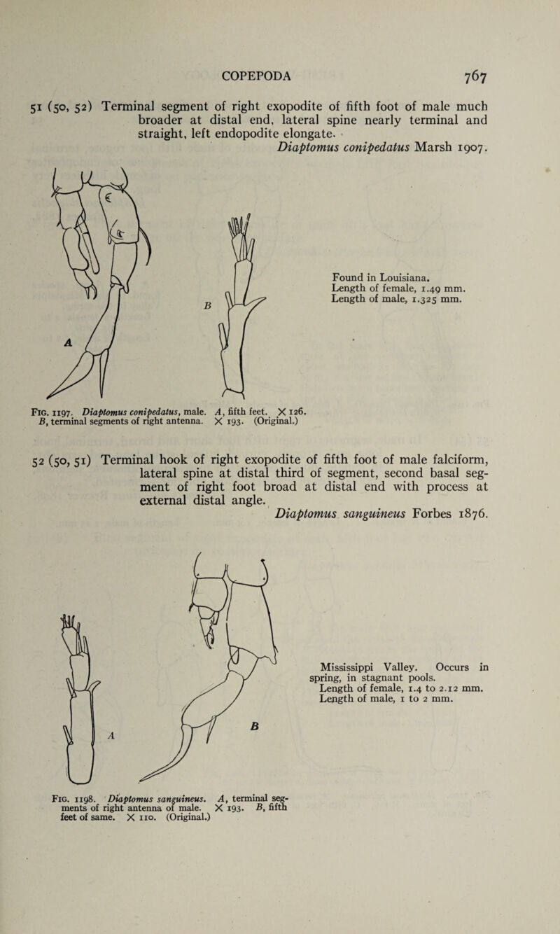 51 (50, 52) Terminal segment of right exopodite of fifth foot of male much broader at distal end, lateral spine nearly terminal and straight, left endopodite elongate. Diaptomus conipedatus Marsh 1907. Found in Louisiana. Length of female, 1.49 mm. Length of male, 1.325 mm. Fig. 1197. Diaptomus conipedatus, male. A, fifth feet. X 126. B, terminal segments of right antenna. X 193. (Original.) 52 (50, 51) Terminal hook of right exopodite of fifth foot of male falciform, lateral spine at distal third of segment, second basal seg¬ ment of right foot broad at distal end with process at external distal angle. Diaptomus sanguineus Forbes 1876. Fig. 1198. Diaptomus sanguineus. A, terminal seg¬ ments of right antenna of male. X 193. B, fifth feet of same. X no. (Original.) Mississippi Valley. Occurs in spring, in stagnant pools. Length of female, 1.4 to 2.12 mm.
