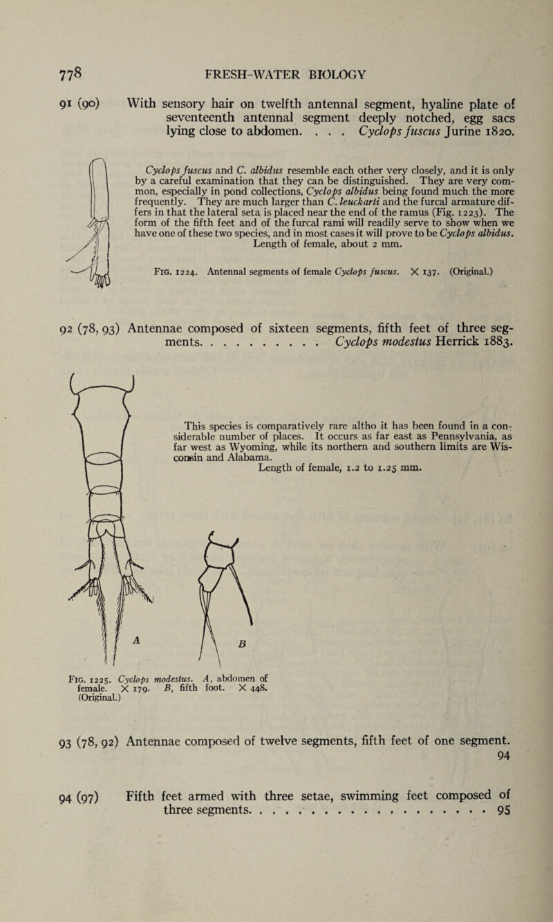 91 (9©) With sensory hair on twelfth antennal segment, hyaline plate of seventeenth antennal segment deeply notched, egg sacs lying close to abdomen. . . . Cyclops fuscus Jurine 1820. Cyclops fuscus and C. albidus resemble each other very closely, and it is only by a careful examination that they can be distinguished. They are very com¬ mon, especially in pond collections, Cyclops albidus being found much the more frequently. They are much larger than C. leuckarti and the furcal armature dif¬ fers in that the lateral seta is placed near the end of the ramus (Fig. 1223). The form of the fifth feet and of the furcal rami will readily serve to show when we have one of these two species, and in most cases it will prove to be Cyclops albidus. Length of female, about 2 mm. Fig. 1224. Antennal segments of female Cyclops fuscus. X 137. (Original.) 92 (78, 93) Antennae composed of sixteen segments, fifth feet of three seg¬ ments. Cyclops modestus Herrick 1883. This species is comparatively rare altho it has been found in a con¬ siderable number of places. It occurs as far east as Pennsylvania, as far west as Wyoming, while its northern and southern limits are Wis¬ consin and Alabama. Length of female, 1.2 to 1.25 mm. Fig. 1225. Cyclops modestus. A, abdomen of female. X 179. B, fifth foot. X 448* (Original.) 93 (78, 92) Antennae composed of twelve segments, fifth feet of one segment. 94 94 (97) Fifth feet armed with three setae, swimming feet composed of three segments.. ..95