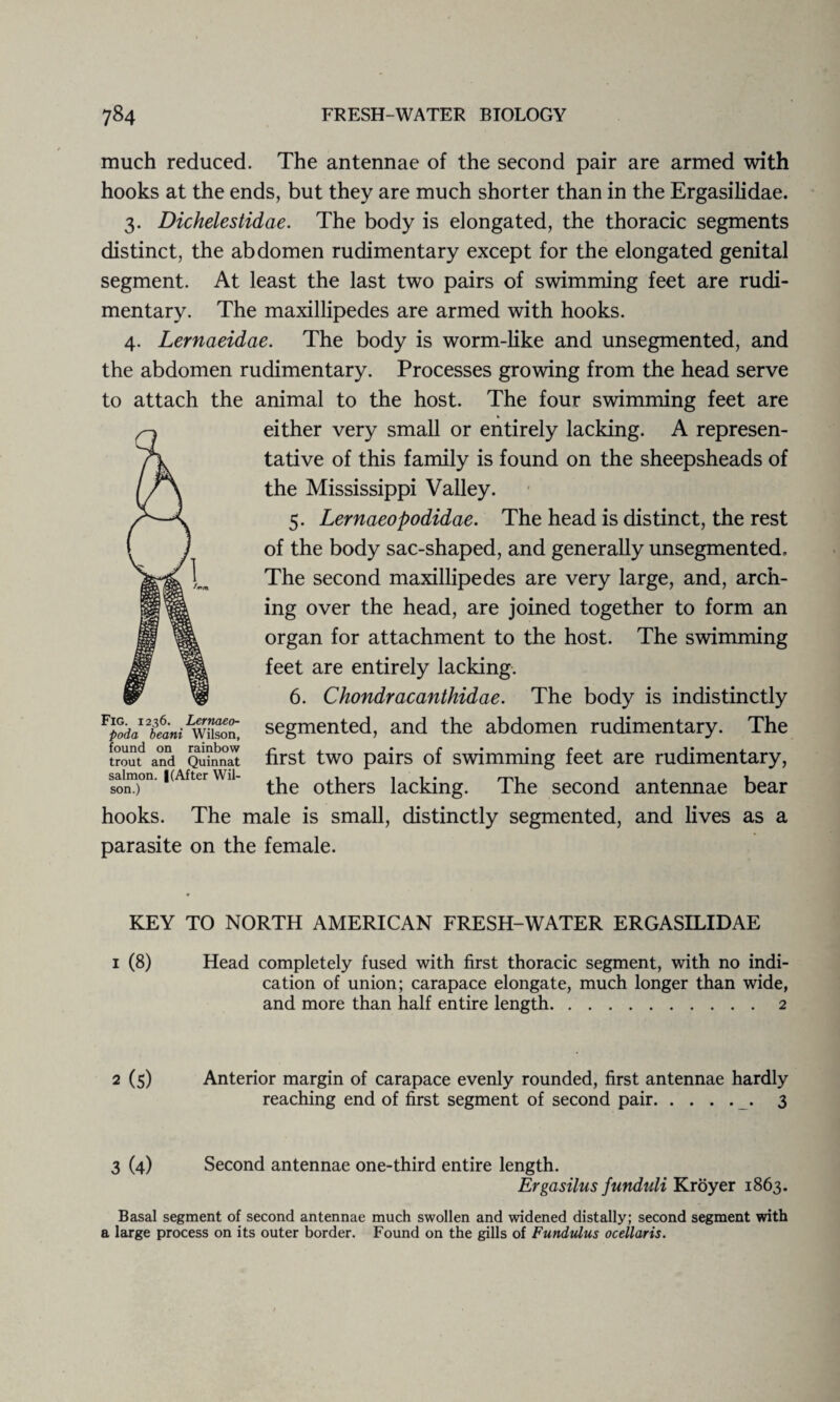 much reduced. The antennae of the second pair are armed with hooks at the ends, but they are much shorter than in the Ergasilidae. 3. Dichelestidae. The body is elongated, the thoracic segments distinct, the abdomen rudimentary except for the elongated genital segment. At least the last two pairs of swimming feet are rudi¬ mentary. The maxillipedes are armed with hooks. 4. Lernaeidae. The body is worm-like and unsegmented, and the abdomen rudimentary. Processes growing from the head serve to attach the animal to the host. The four swimming feet are either very small or entirely lacking. A represen¬ tative of this family is found on the sheepsheads of the Mississippi Valley. 5. Lernaeopodidae. The head is distinct, the rest of the body sac-shaped, and generally unsegmented. The second maxillipedes are very large, and, arch¬ ing over the head, are joined together to form an organ for attachment to the host. The swimming feet are entirely lacking. 6. Chondracanthidae. The body is indistinctly segmented, and the abdomen rudimentary. The first two pairs of swimming feet are rudimentary, the others lacking. The second antennae bear hooks. The male is small, distinctly segmented, and lives as a parasite on the female. Fig. 1236. Lernaeo- poda beani Wilson, found on rainbow trout and Quinnat salmon. |(After Wil¬ son.) KEY TO NORTH AMERICAN FRESH-WATER ERGASILIDAE 1 (8) Head completely fused with first thoracic segment, with no indi¬ cation of union; carapace elongate, much longer than wide, and more than half entire length.2 2 (5) Anterior margin of carapace evenly rounded, first antennae hardly reaching end of first segment of second pair.. 3 3 (4) Second antennae one-third entire length. Ergasilus funduli Kroyer 1863. Basal segment of second antennae much swollen and widened distally; second segment with a large process on its outer border. Found on the gills of Fundtdus ocellaris.
