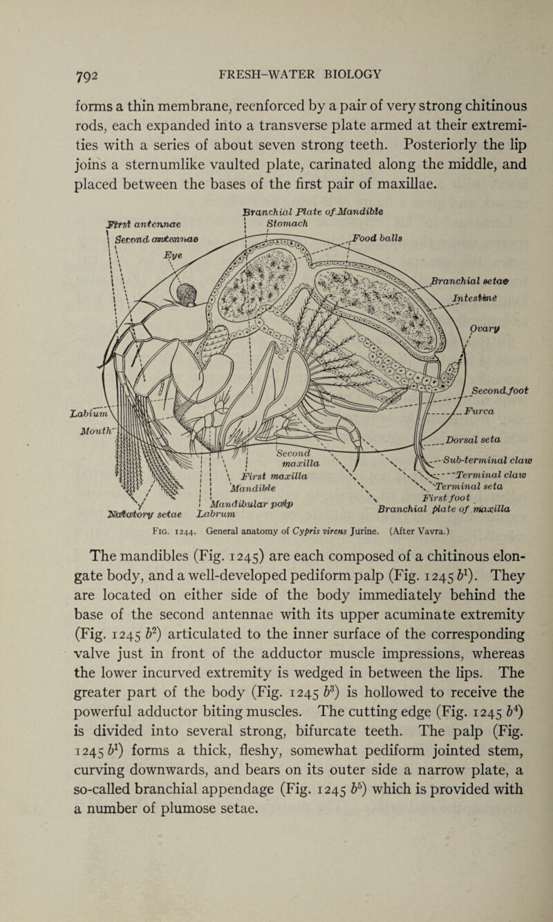 forms a thin membrane, reenforced by a pair of very strong chitinous rods, each expanded into a transverse plate armed at their extremi¬ ties with a series of about seven strong teeth. Posteriorly the lip joins a sternumlike vaulted plate, carinated along the middle, and placed between the bases of the first pair of maxillae. Branchial Plate of Mandible First antennae 1 Second aautenrtao Stomach Food balls JLabium Mouth Branchial setae/ Intestine Ovary Mandibular pcOlp Natatory setae Labrum Fig. 1244. General anatomy of Cypris virens Jurine. (After Vavra.) Second, foot Furca Dorsal seta .— Sub-terminal claw Terminal claw \ Terminal seta s Firstfoot Branchial plate of maxilla The mandibles (Fig. 1245) are each composed of a chitinous elon¬ gate body, and a well-developed pediform palp (Fig. 1245 b1). They are located on either side of the body immediately behind the base of the second antennae with its upper acuminate extremity (Fig. 1245 b2) articulated to the inner surface of the corresponding valve just in front of the adductor muscle impressions, whereas the lower incurved extremity is wedged in between the lips. The greater part of the body (Fig. 1245 ^3) *s hollowed to receive the powerful adductor biting muscles. The cutting edge (Fig. 1245 ^4) is divided into several strong, bifurcate teeth. The palp (Fig. 1245 51) forms a thick, fleshy, somewhat pediform jointed stem, curving downwards, and bears on its outer side a narrow plate, a so-called branchial appendage (Fig. 1245 ^5) which is provided with a number of plumose setae.