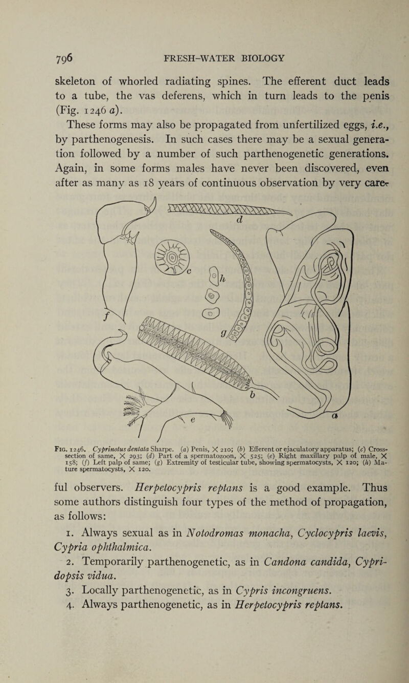 skeleton of whorled radiating spines. The efferent duct leads to a tube, the vas deferens, which in turn leads to the penis (Fig. 1246 a). These forms may also be propagated from unfertilized eggs, i.e., by parthenogenesis. In such cases there may be a sexual genera¬ tion followed by a number of such parthenogenetic generations. Again, in some forms males have never been discovered, even after as many as 18 years of continuous observation by very carer Fig. 1246. Cyprinotus dentata Sharpe, (a) Penis, X 210; (b) Efferent or ejaculatory apparatus; (c) Cross- section of same, X 293; (d) Part of a spermatozoon, X 525; (e) Right maxillary palp of male, X 158; (/) Left palp of same; (g) Extremity of testicular tube, showing spermatocysts, X 120; (h) Ma¬ ture spermatocysts, X 120. ful observers. Herpetocypris reptans is a good example. Thus some authors distinguish four types of the method of propagation, as follows: 1. Always sexual as in Notodromas monacha, Cyclocypris laevis, Cypria ophthalmica. 2. Temporarily parthenogenetic, as in Candona Candida, Cypri- dopsis vidua. 3. Locally parthenogenetic, as in Cypris incongruens. 4. Always parthenogenetic, as in Herpetocypris reptans.