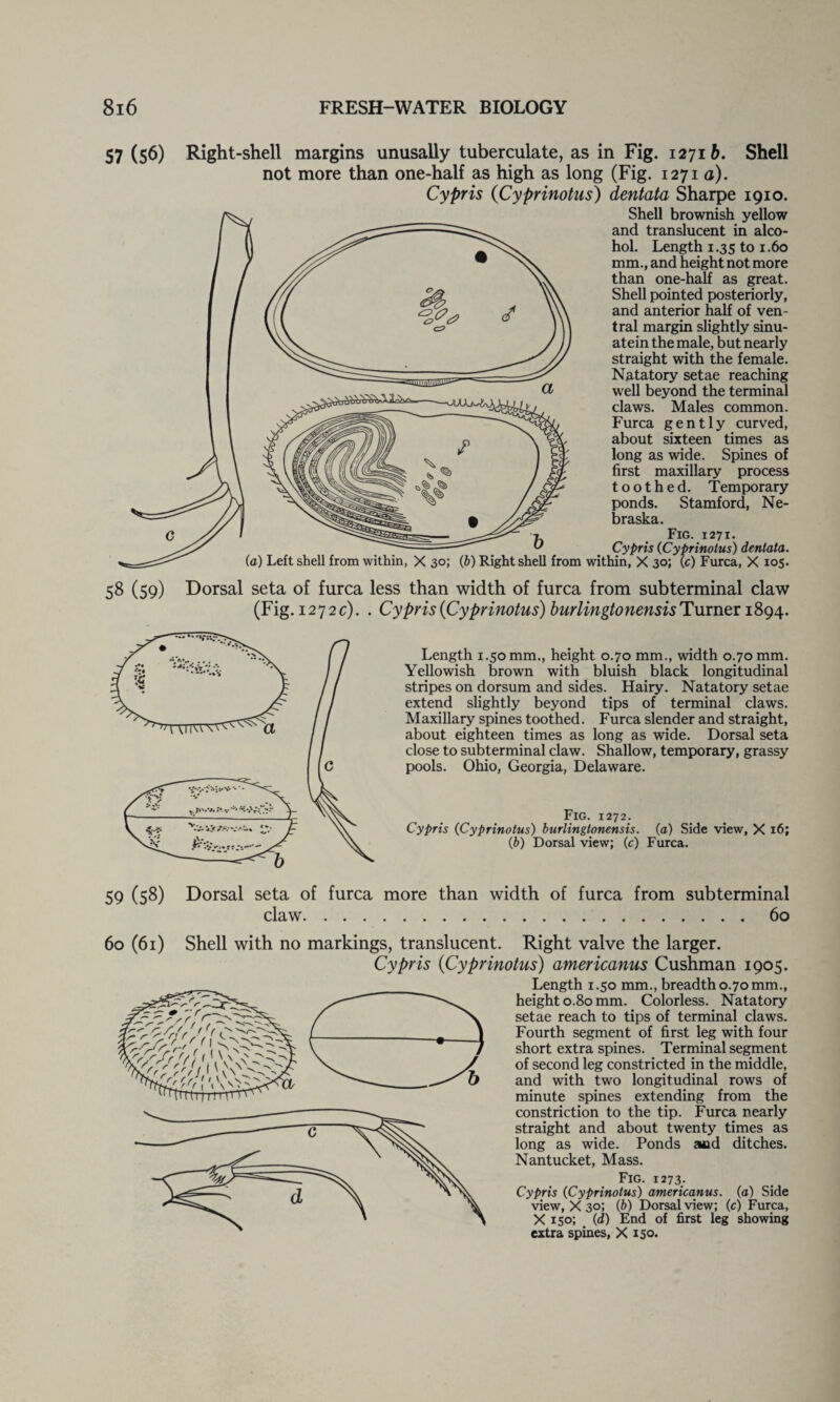 $7 (56) Right-shell margins unusally tuberculate, as in Fig. 1271 b. Shell not more than one-half as high as long (Fig. 1271 a). Cypris (Cyprinotus) dentata Sharpe 1910. Shell brownish yellow and translucent in alco¬ hol. Length 1.35 to 1.60 mm., and height not more than one-half as great. Shell pointed posteriorly, and anterior half of ven¬ tral margin slightly sinu- atein the male, but nearly straight with the female. Natatory setae reaching well beyond the terminal claws. Males common. Furca gently curved, about sixteen times as long as wide. Spines of first maxillary process toothed. Temporary ponds. Stamford, Ne¬ braska. Fig. 1271. Cypris (Cyprinotus) dentata. (a) Left shell from within, X 30; (b) Right shell from within, X 30; (c) Furca, X 105. 58 (59) Dorsal seta of furca less than width of furca from subterminal claw (Fig. 1272 c). . Cypris (Cyprinotus) burlingtonensisTurner 1894. Length 1.50 mm., height 0.70 mm., width 0.70 mm. Yellowish brown with bluish black longitudinal stripes on dorsum and sides. Hairy. Natatory setae extend slightly beyond tips of terminal claws. Maxillary spines toothed. Furca slender and straight, about eighteen times as long as wide. Dorsal seta close to subterminal claw. Shallow, temporary, grassy pools. Ohio, Georgia, Delaware. Fig. 1272. Cypris (Cyprinotus) burlingtonensis. (a) Side view, X 16; (b) Dorsal view; (c) Furca. 59 (58) Dorsal seta of furca claw. . . . more than width of furca from subterminal .60 60 (61) Shell with no markings, translucent. Right valve the larger. Cypris (Cyprinotus) americanus Cushman 1905. Length 1.50 mm., breadth 0.70 mm., height 0.80 mm. Colorless. Natatory setae reach to tips of terminal claws. Fourth segment of first leg with four short extra spines. Terminal segment of second leg constricted in the middle, and with two longitudinal rows of minute spines extending from the constriction to the tip. Furca nearly straight and about twenty times as long as wide. Ponds aaid ditches. Nantucket, Mass. Fig. 1273. Cypris (Cyprinotus) americanus. (a) Side view, X 30; (b) Dorsal view; (c) Furca, X 150; (d) End of first leg showing extra spines, X 150.