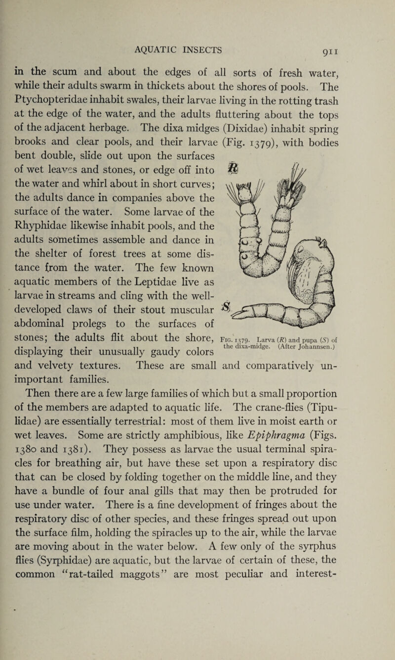 in the scum and about the edges of all sorts of fresh water, while their adults swarm in thickets about the shores of pools. The Ptychopteridae inhabit swales, their larvae living in the rotting trash at the edge of the water, and the adults fluttering about the tops of the adjacent herbage. The dixa midges (Dixidae) inhabit spring brooks and clear pools, and their larvae (Fig. 1379), with bodies bent double, slide out upon the surfaces of wet leaves and stones, or edge off into the water and whirl about in short curves; the adults dance in companies above the surface of the water. Some larvae of the Rhyphidae likewise inhabit pools, and the adults sometimes assemble and dance in the shelter of forest trees at some dis¬ tance from the water. The few known aquatic members of the Leptidae live as larvae in streams and cling with the well- developed claws of their stout muscular $ abdominal prolegs to the surfaces of StOneS, the adults flit about the shore, Fig. 1379. Larva (R) and pupa (S) of v 1 ,1 . n i , the dixa-midge. (After Tohannsen.) displaying their unusually gaudy colors and velvety textures. These are small and comparatively un¬ important families. Then there are a few large families of which but a small proportion of the members are adapted to aquatic life. The crane-flies (Tipu- lidae) are essentially terrestrial: most of them live in moist earth or wet leaves. Some are strictly amphibious, like Epiphragma (Figs. 1380 and 1381). They possess as larvae the usual terminal spira¬ cles for breathing air, but have these set upon a respiratory disc that can be closed by folding together on the middle line, and they have a bundle of four anal gills that may then be protruded for use under water. There is a fine development of fringes about the respiratory disc of other species, and these fringes spread out upon the surface film, holding the spiracles up to the air, while the larvae are moving about in the water below. A few only of the syrphus flies (Syrphidae) are aquatic, but the larvae of certain of these, the common “rat-tailed maggots” are most peculiar and interest-