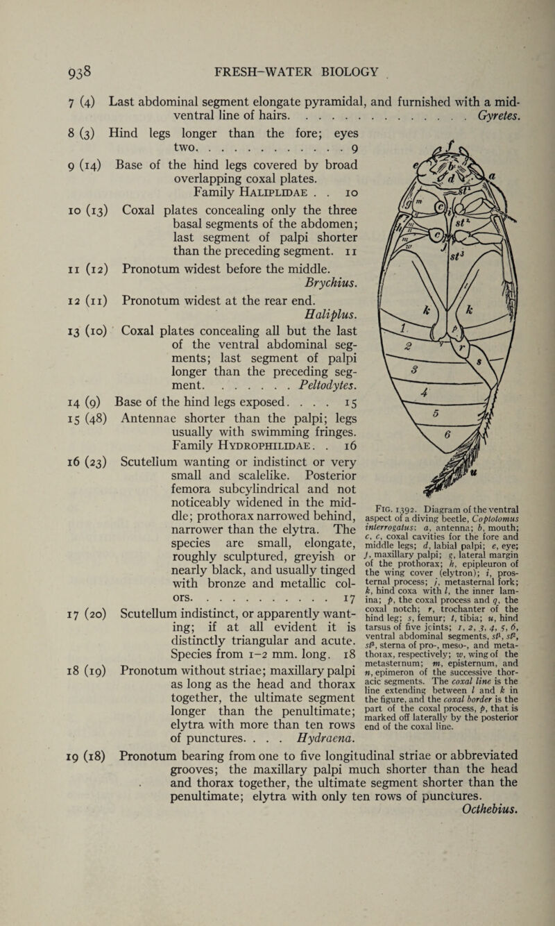 m St3 k 3 — s_4 \ 5 7 (4) Last abdominal segment elongate pyramidal, and furnished with a mid- ventral line of hairs.Gyretes. 8 (3) Hind legs longer than the fore; eyes two,.9 9 (14) Base of the hind legs covered by broad overlapping coxal plates. Family Haliplidae . . 10 10 (13) Coxal plates concealing only the three basal segments of the abdomen; last segment of palpi shorter than the preceding segment. 11 11 (12) Pronotum widest before the middle. Brychius. 12 (11) Pronotum widest at the rear end. Haliplus. 13 (10) Coxal plates concealing all but the last of the ventral abdominal seg¬ ments; last segment of palpi longer than the preceding seg¬ ment.Peltodytes. 14 (9) Base of the hind legs exposed. ... 15 15 (48) Antennae shorter than the palpi; legs usually with swimming fringes. \ 6 Family Hydrophilidae. . 16 16 (23) Scutellum wanting or indistinct or very small and scalelike. Posterior femora subcylindrical and not noticeably widened in the mid¬ dle; pro thorax narrowed behind, narrower than the elytra. The species are small, elongate, roughly sculptured, greyish or nearly black, and usually tinged with bronze and metallic col¬ ors.17 17 (20) Scutellum indistinct, or apparently want¬ ing; if at all evident it is distinctly triangular and acute. Species from 1-2 mm. long. 18 18 (19) Pronotum without striae; maxillary palpi as long as the head and thorax together, the ultimate segment longer than the penultimate; elytra with more than ten rows of punctures. . . . Hydraena. 19 (18) Pronotum bearing from one to five longitudinal striae or abbreviated grooves; the maxillary palpi much shorter than the head and thorax together, the ultimate segment shorter than the penultimate; elytra with only ten rows of punctures. Octhebius. u Fig. 1392. Diagram of the ventral aspect of a diving beetle, Coptotomus interrogatus: a, antenna; b, mouth; c, c, coxal cavities for the fore and middle legs; d, labial palpi; e, eye; J, maxillary palpi; g, lateral margin of the prothorax; h, epipleuron of the wing cover (elytron); i, pros- ternal process; /', metasternal fork; k, hind coxa with l, the inner lam¬ ina; p, the coxal process and q, the coxal notch; r, trochanter of the hind leg; s, femur; /, tibia; u, hind tarsus of five joints; i, 2, 3, 4, 3, 6, ventral abdominal segments, sP, sP, sP, sterna of pro-, meso-, and meta- thoiax, respectively; w, wing of the metasternum; m, episternum, and n, epimeron of the successive thor¬ acic segments. The coxal line is the line extending between l and k in the figure, and the coxal border is the part of the coxal process, p, that is marked off laterally by the posterior end of the coxal line.