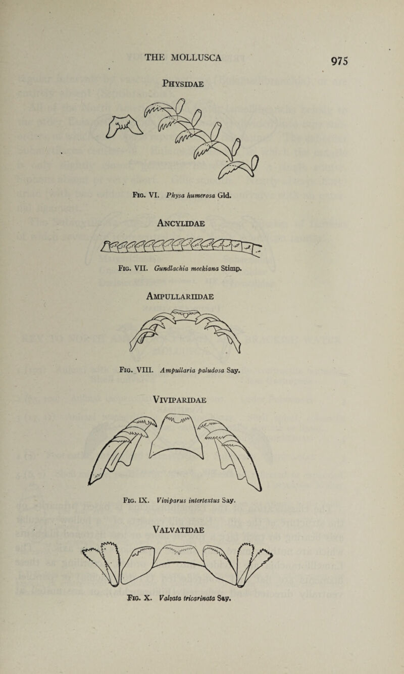 Physidae Ancylidae Fig. VII. Gundlachia meekiana Stimp. Ampullariidae Fig. VIII. Ampullaria paludosa Say. VIVIPARIDAE Fig. IX. Viviparus intertextus Say. Valvatidae Fig. X. Valvata tricarimta Say.