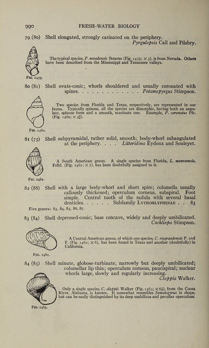 79 (80) Fig. 1459. Shell elongated, strongly carinated on the periphery. Pyrgulopsis Call and Pilsbry. The typical species, P. ttevadensis Stearns (Fig. 1459; X 3), is from Nevada. Others have been described from the Mississippi and Tennessee valleys. 80 (81) Shell ovate-conic; whorls shouldered and usually coronated with spines.Potamopyrgus Stimpson. Two species from Florida and Texas, respectively, are represented in our fauna. Typically spinose, all the species are dimorphic, having both an angu- late, spinose form and a smooth, ecarinate one. Example, P. coronatus Pfr. (Fig. 1460; X 3§)' Fig. 1460. 81 (75) Shell subpyramidal, rather solid, smooth; body-whorl subangulated at the periphery. . . . Littoridina Eydoux and Souleyet. A South American genus. A single species from Florida, L. monroensis, Frfld. (Fig. 1461; X 7), has been doubtfully assigned to it. Fig. 1461. 82 (88) Shell with a large body-whorl and short spire; columella usually callously thickened; operculum corneus, subspiral. Foot simple. Central tooth of the radula with several basal denticles.Subfamily Lythoglyphinae . . 83 Five genera: 83, 84, 85, 86, 87. 83 (84) Shell depressed-conic; base concave, widely and deeply umbilicated. Cochliopa Stimpson, A Central American genus, of which one species, C. riograndensis P. and F. (Fig. 1462; X 6), has been found in Texas and another (doubtfully) in California. 84 (85) Shell minute, globose-turbinate, narrowly but deeply umbilicated; columellar lip thin; operculum corneus, paucispiral; nuclear whorls large, slowly and regularly increasing. Clappia Walker. Only a single species, C. clappii Walker (Fig. 1463; X6£), from the Coosa River, Alabama, is known. It somewhat resembles Somatogyrus in shape, but can be easily distinguished by its deep umbilicus and peculiar operculum.