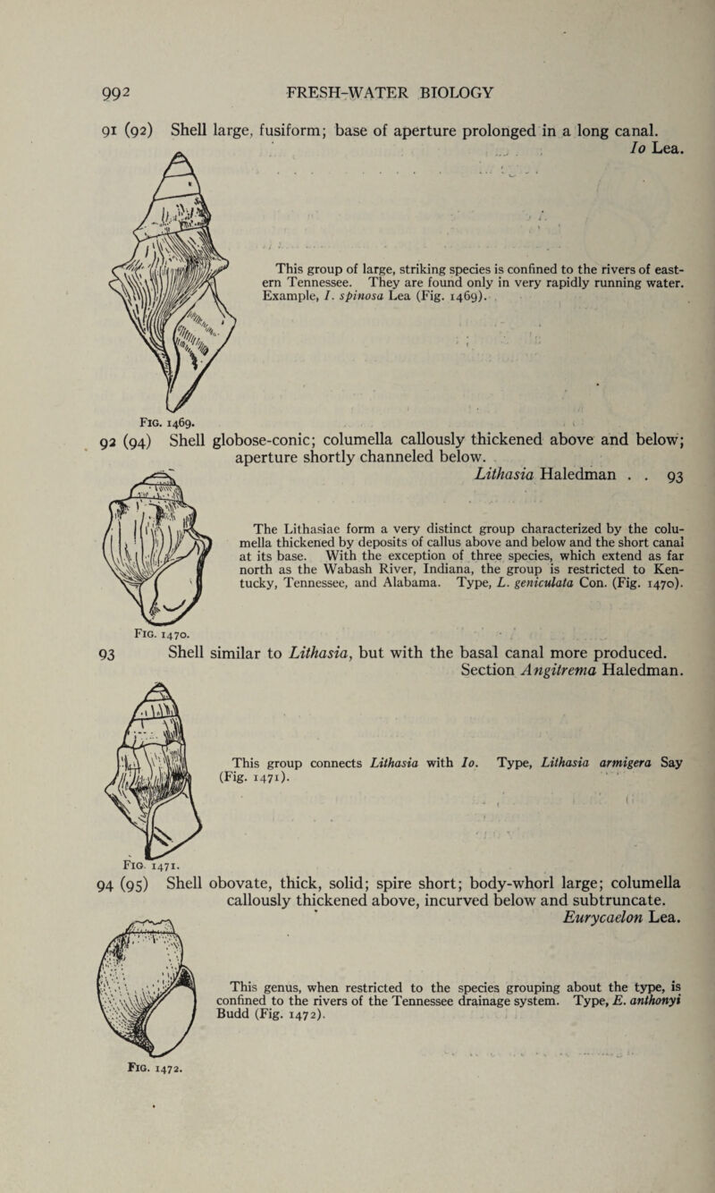 91 (92) Shell large, fusiform; base of aperture prolonged in a long canal. Io Lea. This group of large, striking species is confined to the rivers of east¬ ern Tennessee. They are found only in very rapidly running water. Example, I. spinosa Lea (Fig. 1469). Fig. 1469. 92 (94) Shell globose-conic; columella callously thickened above and below; aperture shortly channeled below. Lithasia Haledman . . 93 The Lithasiae form a very distinct group characterized by the colu¬ mella thickened by deposits of callus above and below and the short canal at its base. With the exception of three species, which extend as far north as the Wabash River, Indiana, the group is restricted to Ken¬ tucky, Tennessee, and Alabama. Type, L. geniculata Con. (Fig. 1470). 93 Shell similar to Lithasia, but with the basal canal more produced. Section Angitrema Haledman. This group connects Lithasia with Io. Type, Lithasia armigera Say (Fig. 1470- Fig. 1471. 94 (95) Shell obovate, thick, solid; spire short; body-whorl large; columella callously thickened above, incurved below and subtruncate. Eurycaelon Lea. This genus, when restricted to the species grouping about the type, is confined to the rivers of the Tennessee drainage system. Type, E. anthonyi Budd (Fig. 1472).