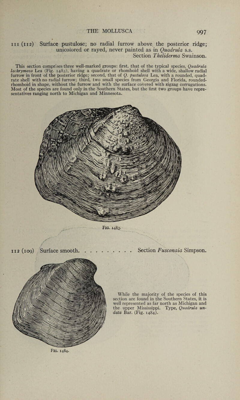 • hi (112) Surface pustulose; no radial furrow above, the posterior ridge; unicoiored or rayed, never painted as in Quadrula s.s. Section Theliderma Swainson. This section comprises three well-marked groups: first, that of the typical species, Quadrula lachrymosa Lea (Fig. 1483), having a quadrate or rhomboid shell with a wide, shallow radial furrow in front of the posterior ridge;- second, that of Q. pustulosa Lea, with a rounded, quad¬ rate shell with no radial furrow; third, two small species from Georgia and Florida, rounded- rhomboid in shape, without the furrow and with the surface covered with zigzag corrugations. Most of the species are found only in the Southern States, but the first two groups have repre¬ sentatives ranging north to Michigan and Minnesota. Fig, 112(109) Surface smooth. Fig. 1484. 1483- Section Fusconaia Simpson. While the majority of the species of this section are found in the Southern States, it is well represented as far north as Michigan and the upper Mississippi. Type, Quadrula un- data Bar. (Fig. 1484).