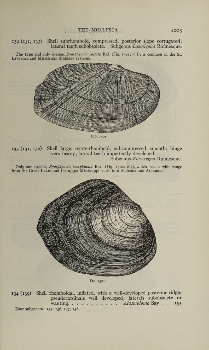 132 (131, 133) Shell subrhomboid', compressed, posterior slope corrugated; lateral teeth subobsolete. Subgenus Lasmigona Rafinesque. The type and only species; Symphynota costata Raf. (Fig. 1501; X §), is common in the St. Lawrence and Mississippi drainage systems. Fig. 1501. 133 (131, 132) Shell large, ovate-rhomboid, subcompressed, smooth; hinge very heavy; lateral teeth imperfectly developed. Subgenus Pterosygna Rafinesque. Only one species, Symphynota complanata Bar. (Fig. 1502; Xij), which has a wide range from the Great Lakes and the upper Mississippi south into Alabama and Arkansas. Fig. 1502. 134 (139) Shell rhomboidal, inflated, with a well-developed posterior ridge; pseudocardinals well developed; laterals subobsolete or wanting.Alasmidonta Say . . 135 Four subgenera: 135, 136, 137, 138-