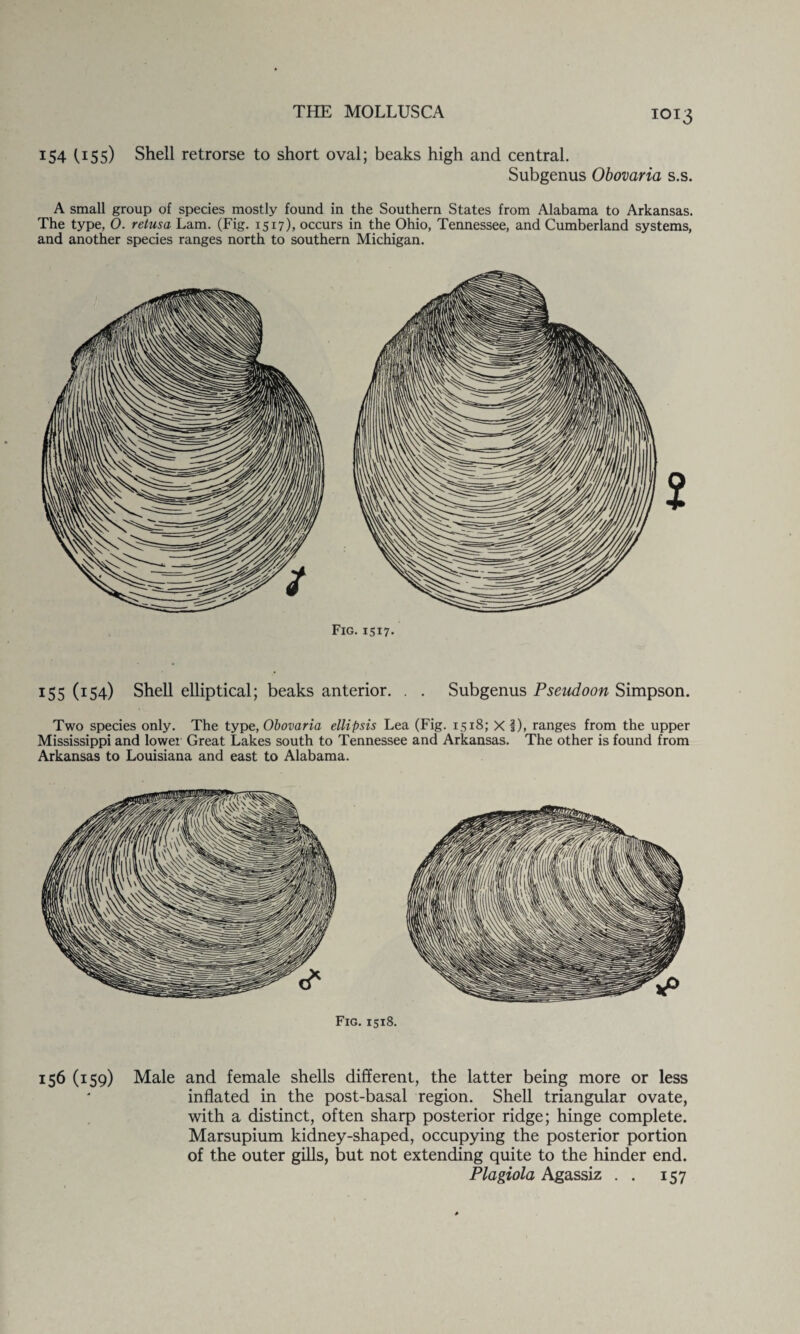 154 U55) Shell retrorse to short oval; beaks high and central. Subgenus Obovaria s.s. A small group of species mostly found in the Southern States from Alabama to Arkansas. The type, 0. retusa Lam. (Fig. 1517), occurs in the Ohio, Tennessee, and Cumberland systems, and another species ranges north to southern Michigan. Fig.1517* 155 (154) Shell elliptical; beaks anterior. . . Subgenus Pseudoon Simpson. Two species only. The type, Obovaria ellipsis Lea (Fig. 1518; X §), ranges from the upper Mississippi and lower Great Lakes south to Tennessee and Arkansas. The other is found from Arkansas to Louisiana and east to Alabama. 156 (159) Male and female shells different, the latter being more or less inflated in the post-basal region. Shell triangular ovate, with a distinct, often sharp posterior ridge; hinge complete. Marsupium kidney-shaped, occupying the posterior portion of the outer gills, but not extending quite to the hinder end. Plagiola Agassiz . . 157