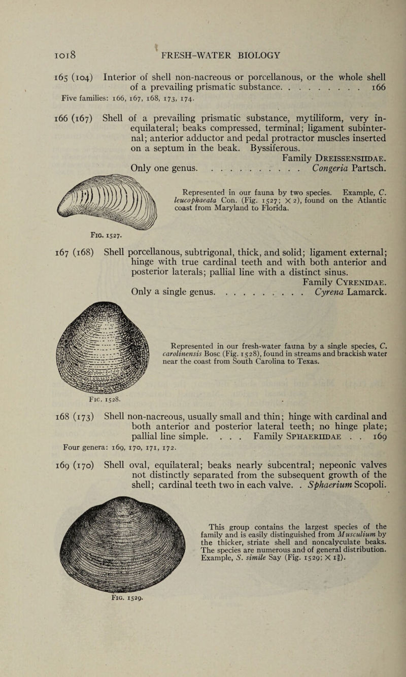 I 1018 FRESH-WATER BIOLOGY 165 (104) Interior of shell non-nacreous or porcellanous, or the whole shell of a prevailing prismatic substance. 166 Five families: 166, 167, 168, 173, 174. 166 (167) Shell of a prevailing prismatic substance, mytiliform, very in¬ equilateral; beaks compressed, terminal; ligament subinter¬ nal; anterior adductor and pedal protractor muscles inserted on a septum in the beak. Byssiferous. Family Dreissensiidae. Only one genus.Congeria Partsch. Represented in our fauna by two species. Example, C. leucophaeata Con. (Fig. 1527; X 2), found on the Atlantic coast from Maryland to Florida. '. 1527- 167 (168) Shell porcellanous, subtrigonal, thick, and solid; ligament external; hinge with true cardinal teeth and with both anterior and posterior laterals; pallial line with a distinct sinus. Family Cyrenidae. Only a single genus.Cyrena Lamarck. Represented in our fresh-water fauna by a single species, C. carolinensis Bose (Fig. 1528), found in streams and brackish water near the coast from South Carolina to Texas. Fig. 1528. 168 (173) Shell non-nacreous, usually small and thin; hinge with cardinal and both anterior and posterior lateral teeth; no hinge plate; pallial line simple. . . . Family Sphaeriidae . . 169 Four genera: 169, 170, 171, 172. 169 (170) Shell oval, equilateral; beaks nearly subcentral; nepeonic valves not distinctly separated from the subsequent growth of the shell; cardinal teeth two in each valve. . Sphaerium Scopoli. This group contains the largest species of the family and is easily distinguished from Musculium by the thicker, striate shell and noncalyculate beaks. The species are numerous and of general distribution. Example, 5. simile Say (Fig. 1529; X if).