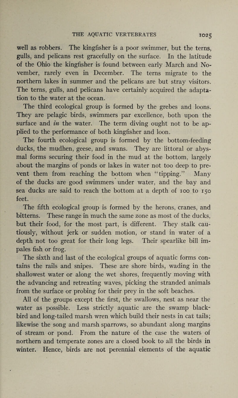 well as robbers. The kingfisher is a poor swimmer, but the terns, gulls, and pelicans rest gracefully on the surface. In the latitude of the Ohio the kingfisher is found between early March and No¬ vember, rarely even in December. The terns migrate to the northern lakes in summer and the pelicans are but stray visitors. The terns, gulls, and pelicans have certainly acquired the adapta¬ tion to the water at the ocean. The third ecological group is formed by the grebes and loons. They are pelagic birds, swimmers par excellence, both upon the surface and in the water. The term diving ought not to be ap¬ plied to the performance of both kingfisher and loon. The fourth ecological group is formed by the bottom-feeding ducks, the mudhen, geese, and swans. They are littoral or abys¬ mal forms securing their food in the mud at the bottom, largely about the margins of ponds or lakes in water not too deep to pre¬ vent them from reaching the bottom when “ tipping.” Many • of the ducks are good swimmers under water, and the bay and sea ducks are said to reach the bottom at a depth of 100 to 150 feet. The fifth ecological group is formed by the herons, cranes, and bitterns. These range in much the same zone as most of the ducks, but their food, for the most part, is different. They stalk cau¬ tiously, without jerk or sudden motion, or stand in water of a depth not too great for their long legs. Their spearlike bill im¬ pales fish or frog. The sixth and last of the ecological groups of aquatic forms con¬ tains the rails and snipes. These are shore birds, wading in the shallowest water or along the wet shores, frequently moving with the advancing and retreating waves, picking the stranded animals from the surface or probing for their prey in the soft beaches. All of the groups except the first, the swallows, nest as near the water as possible. Less strictly aquatic are the swamp black¬ bird and long-tailed marsh wren which build their nests in cat tails; likewise the song and marsh sparrows, so abundant along margins of stream or pond. From the nature of the case the waters of northern and temperate zones are a closed book to all the birds in winter. Hence, birds are not perennial elements of the aquatic