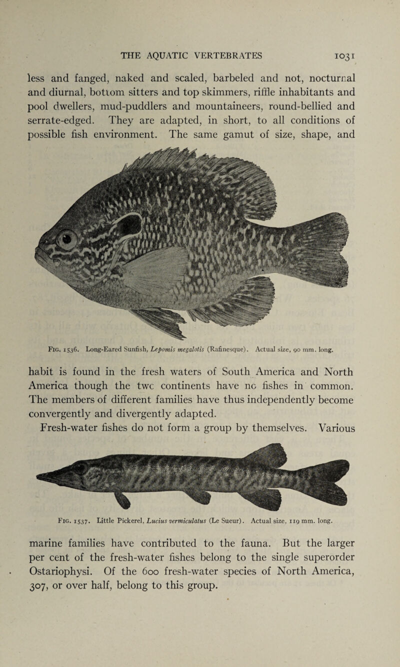 less and fanged, naked and scaled, barbeled and not, nocturnal and diurnal, bottom sitters and top skimmers, riffle inhabitants and pool dwellers, mud-puddlers and mountaineers, round-bellied and serrate-edged. They are adapted, in short, to all conditions of possible fish environment. The same gamut of size, shape, and Fig. 1536. Long-Eared Sunfish, Lepomis megalotis (Rafinesque). Actual size, 90 mm. long. habit is found in the fresh waters of South America and North America though the twc continents have no fishes in common. The members of different families have thus independently become convergently and divergently adapted. Fresh-water fishes do not form a group by themselves. Various Fig. 1537. Little Pickerel, Lucius vermiculatus (Le Sueur). Actual size, 119 mm. long. marine families have contributed to the fauna. But the larger per cent of the fresh-water fishes belong to the single superorder Ostariophysi. Of the 600 fresh-water species of North America, 307, or over half, belong to this group.